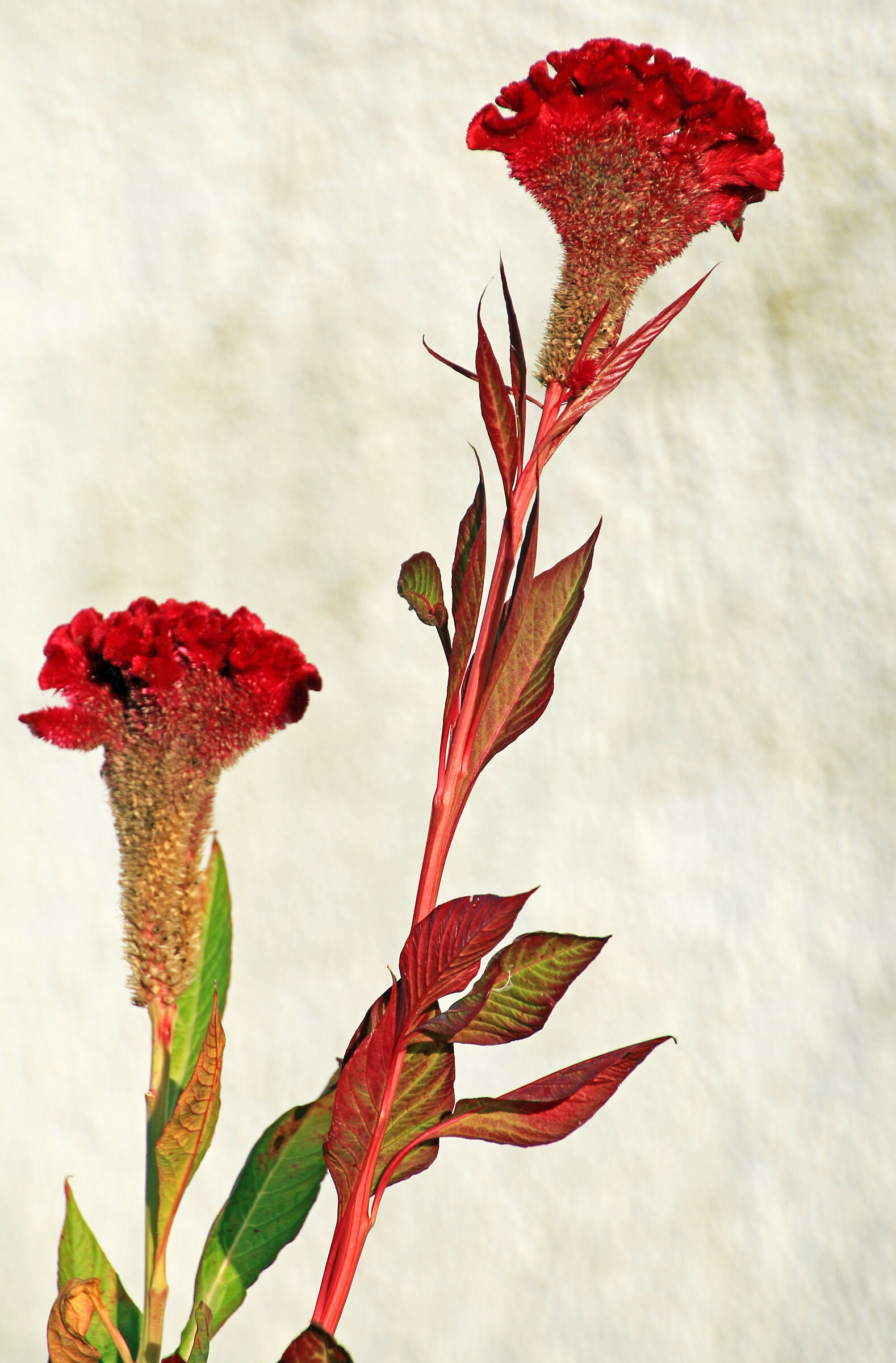 Celosia "cresta di gallo"