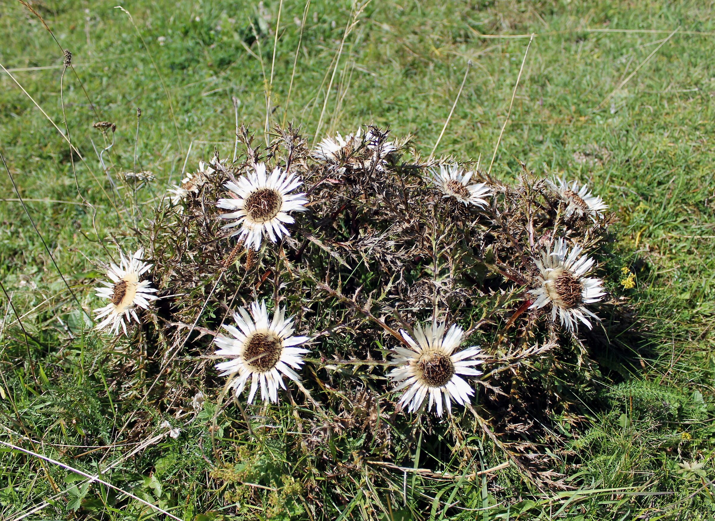 Thistle bush