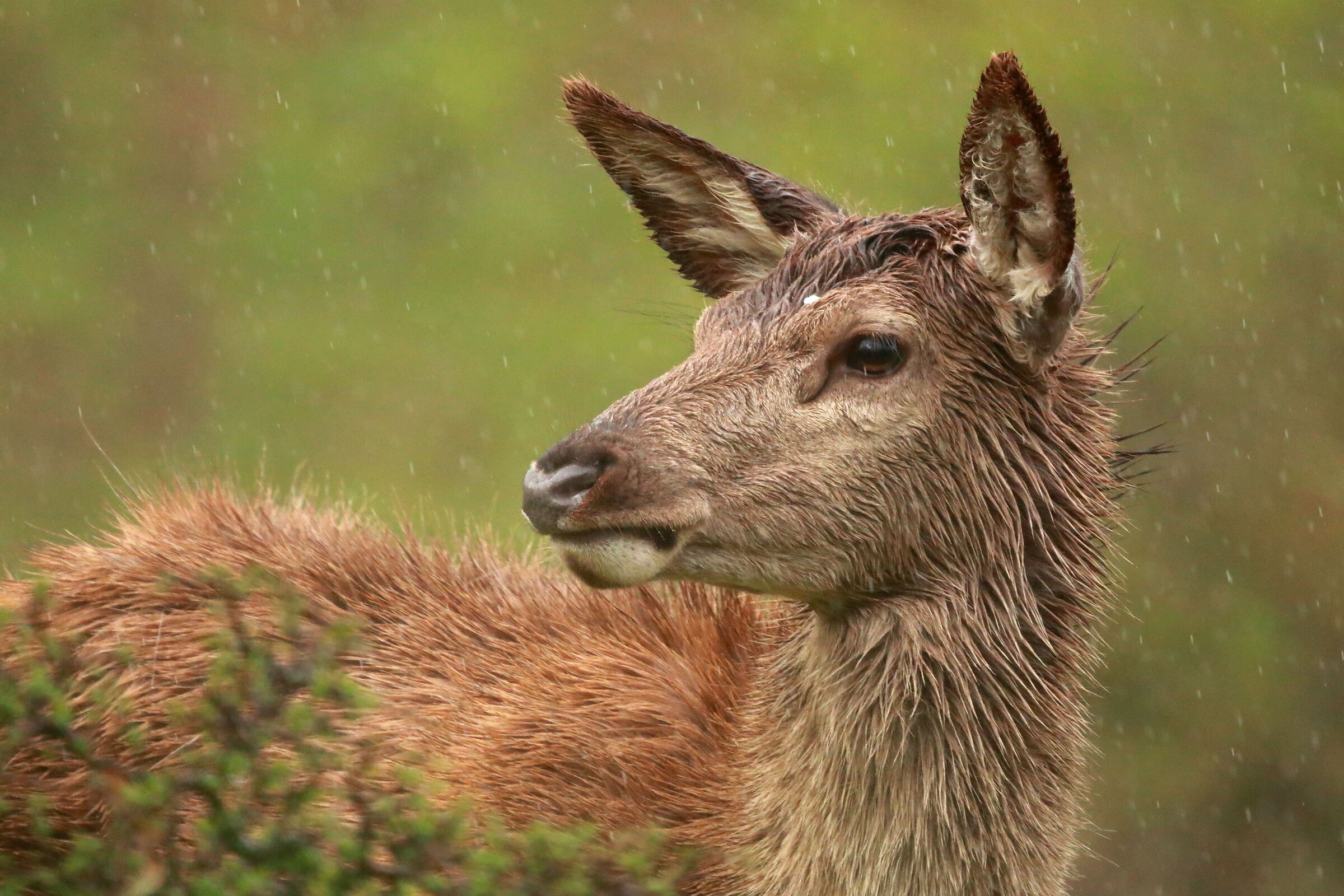 hind