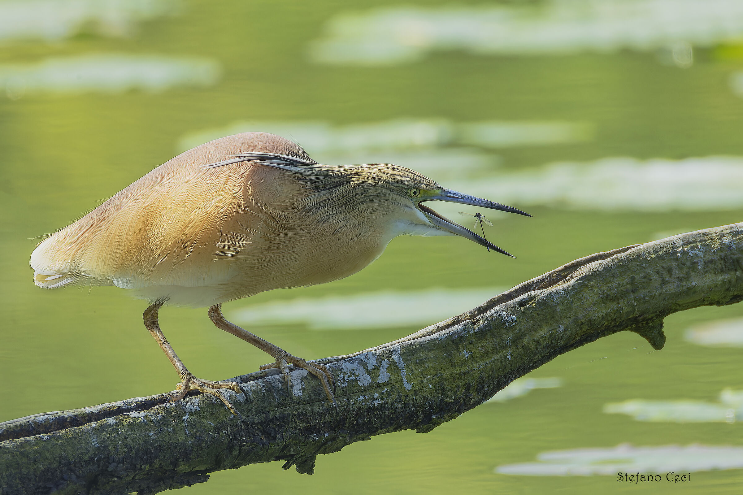 Squacco heron