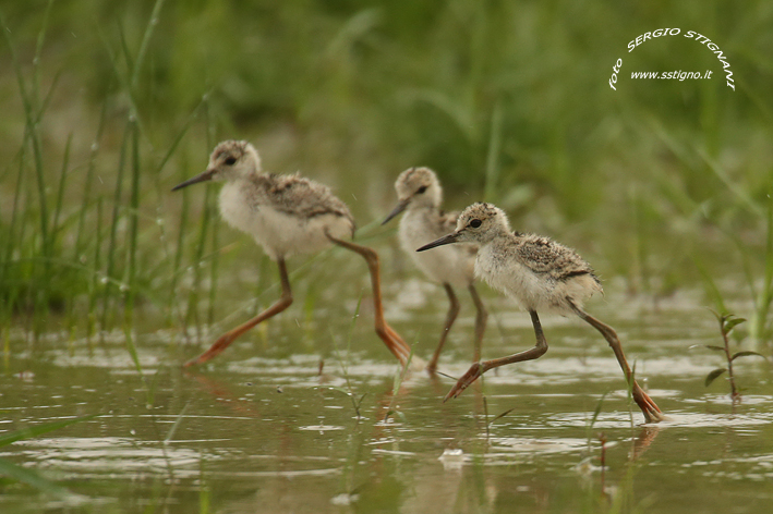 Small Knight of Italy: run it rains!
