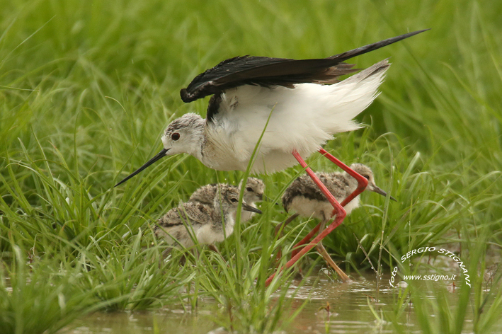 Knight of Italy with small