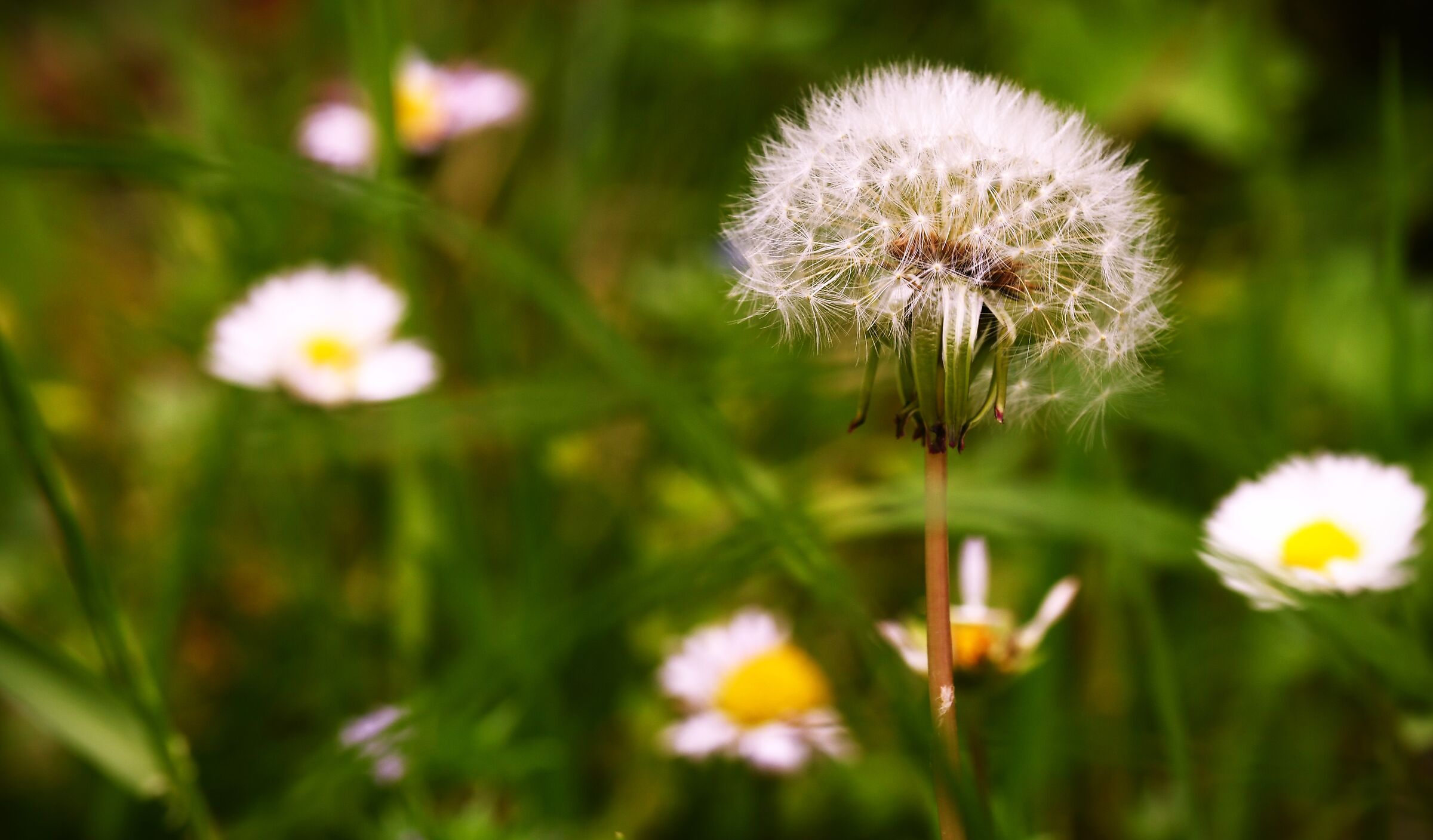 Dandelion flower