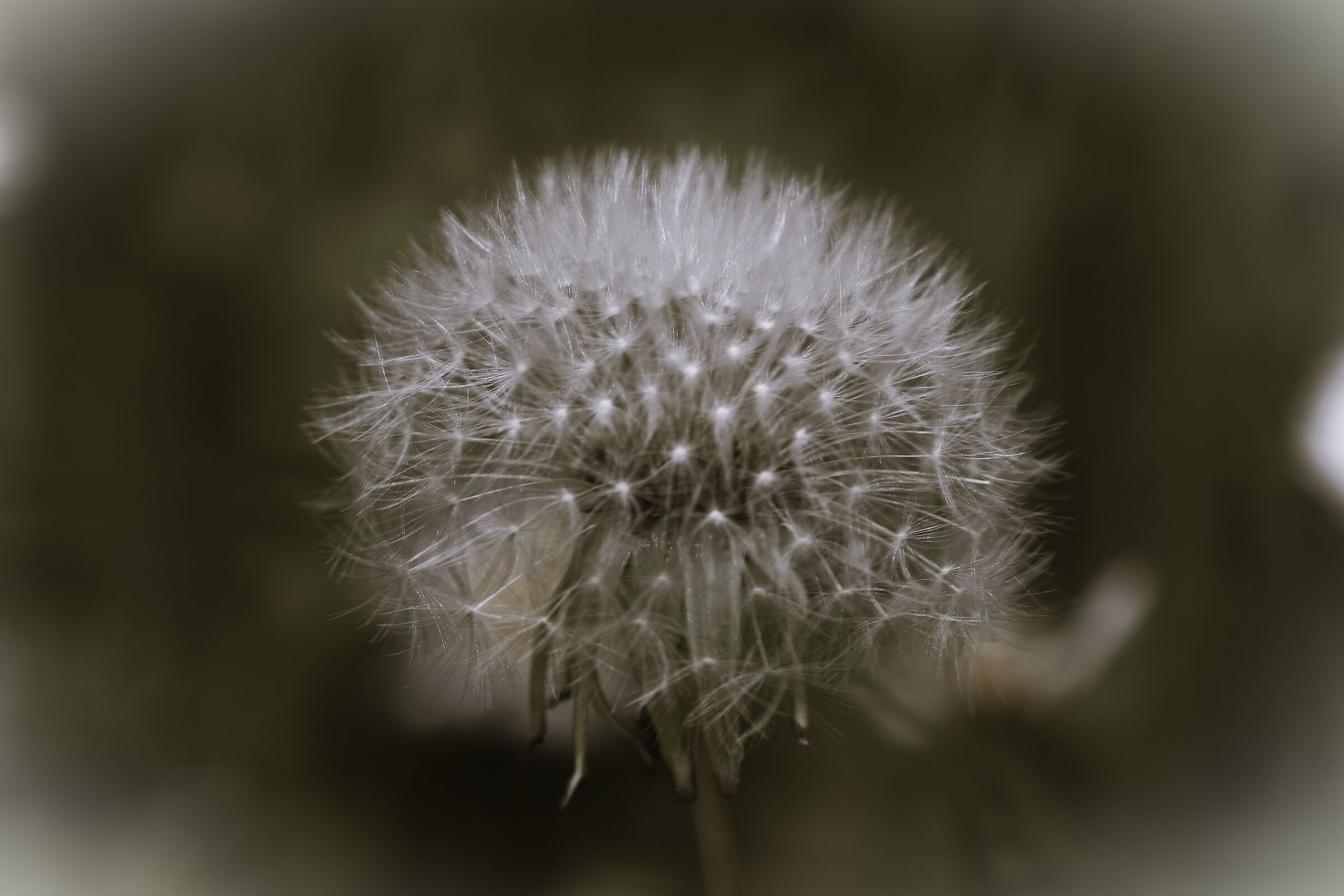 Dandelion