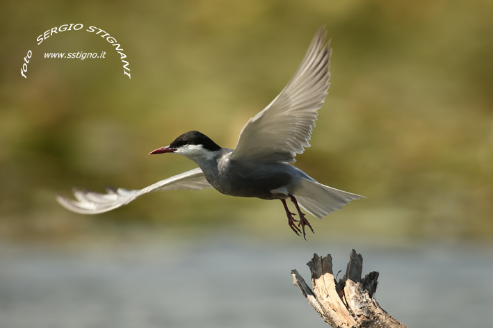 Whiskered Tern