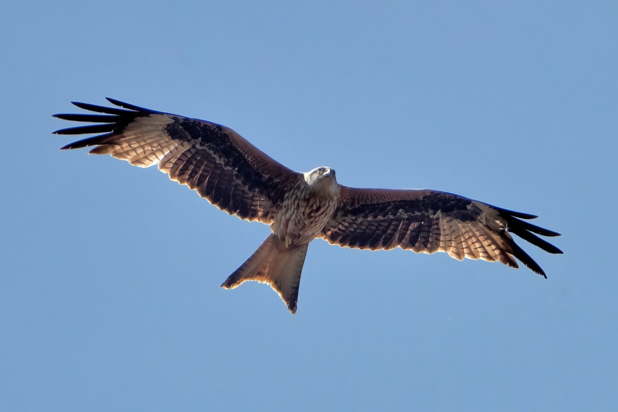 Red Kite (Milvus milvus)