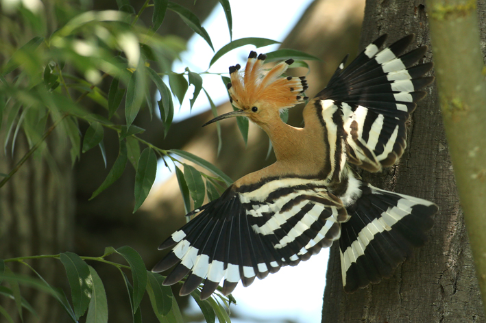 Hoopoe