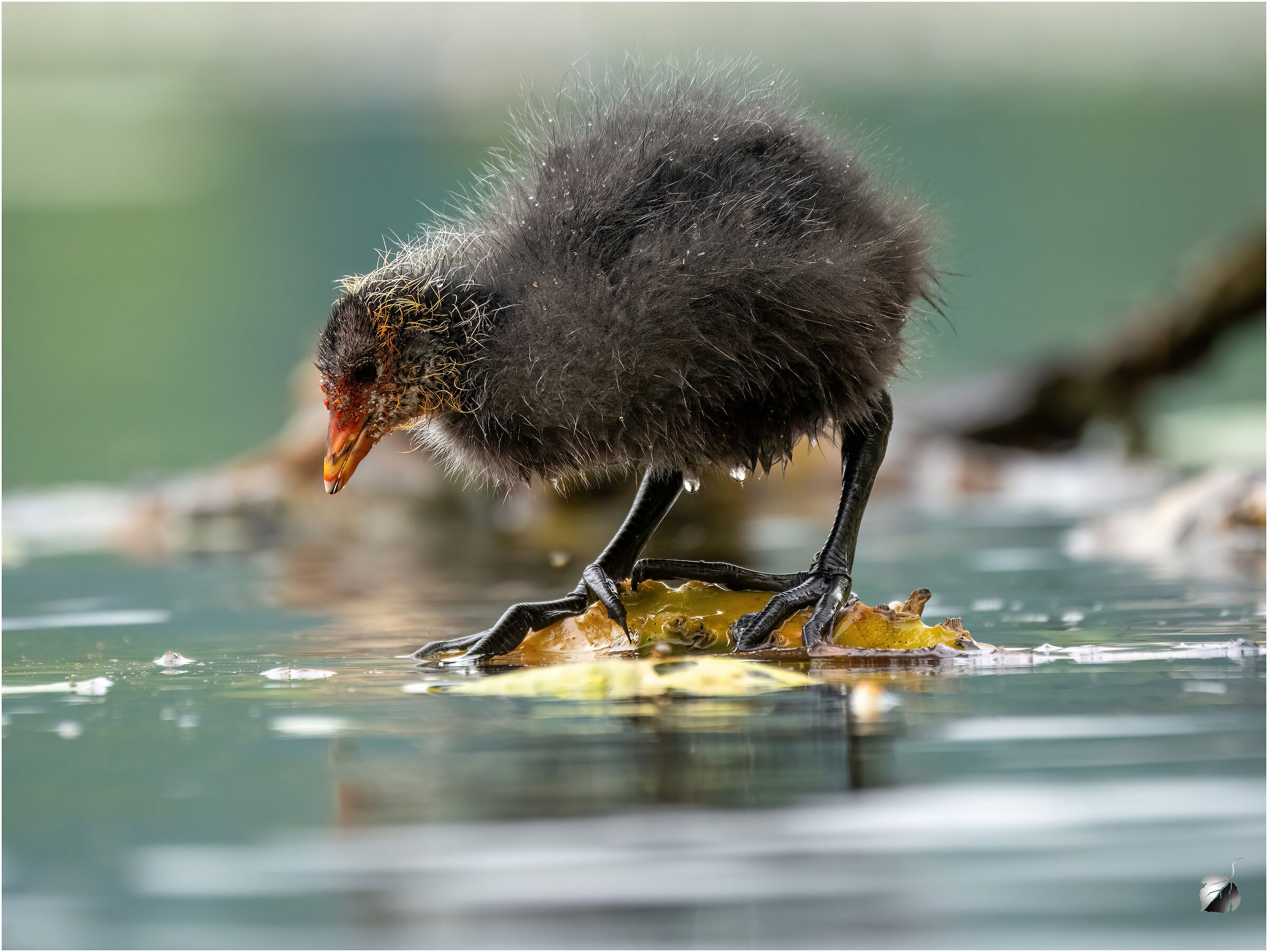 Pulcino della Folaga