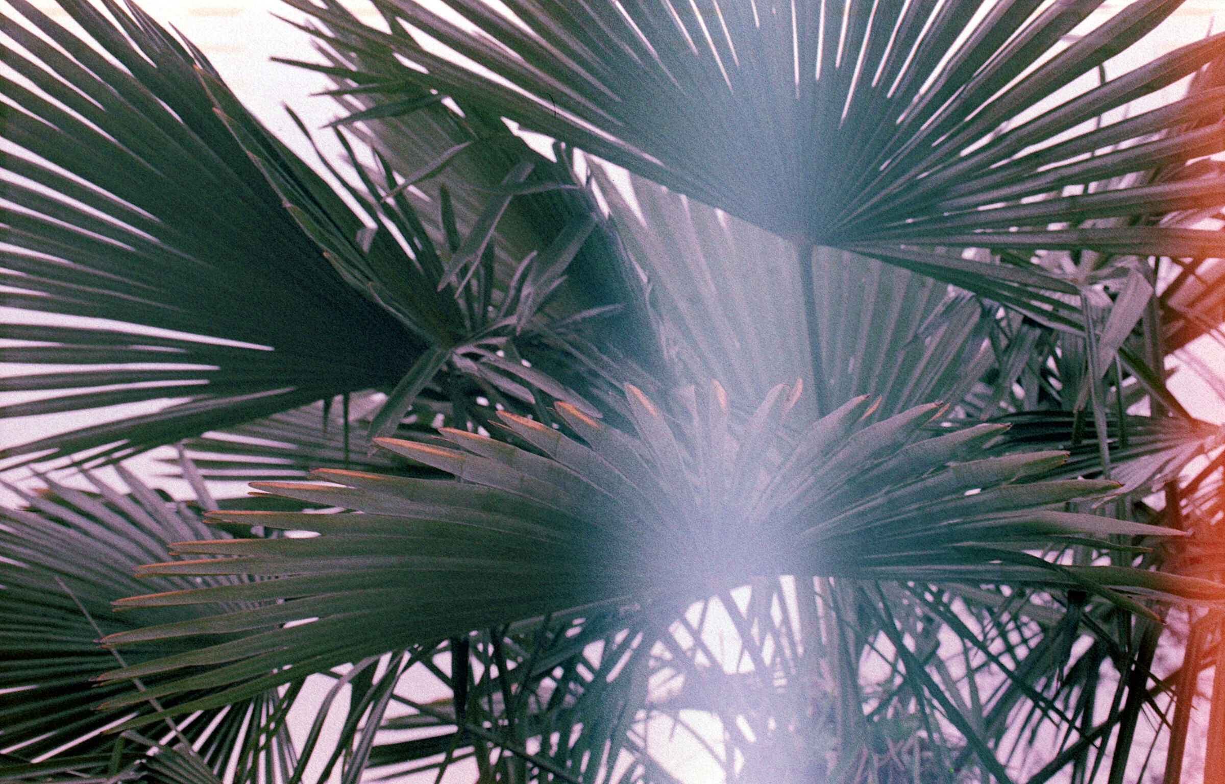 Light leak, palma