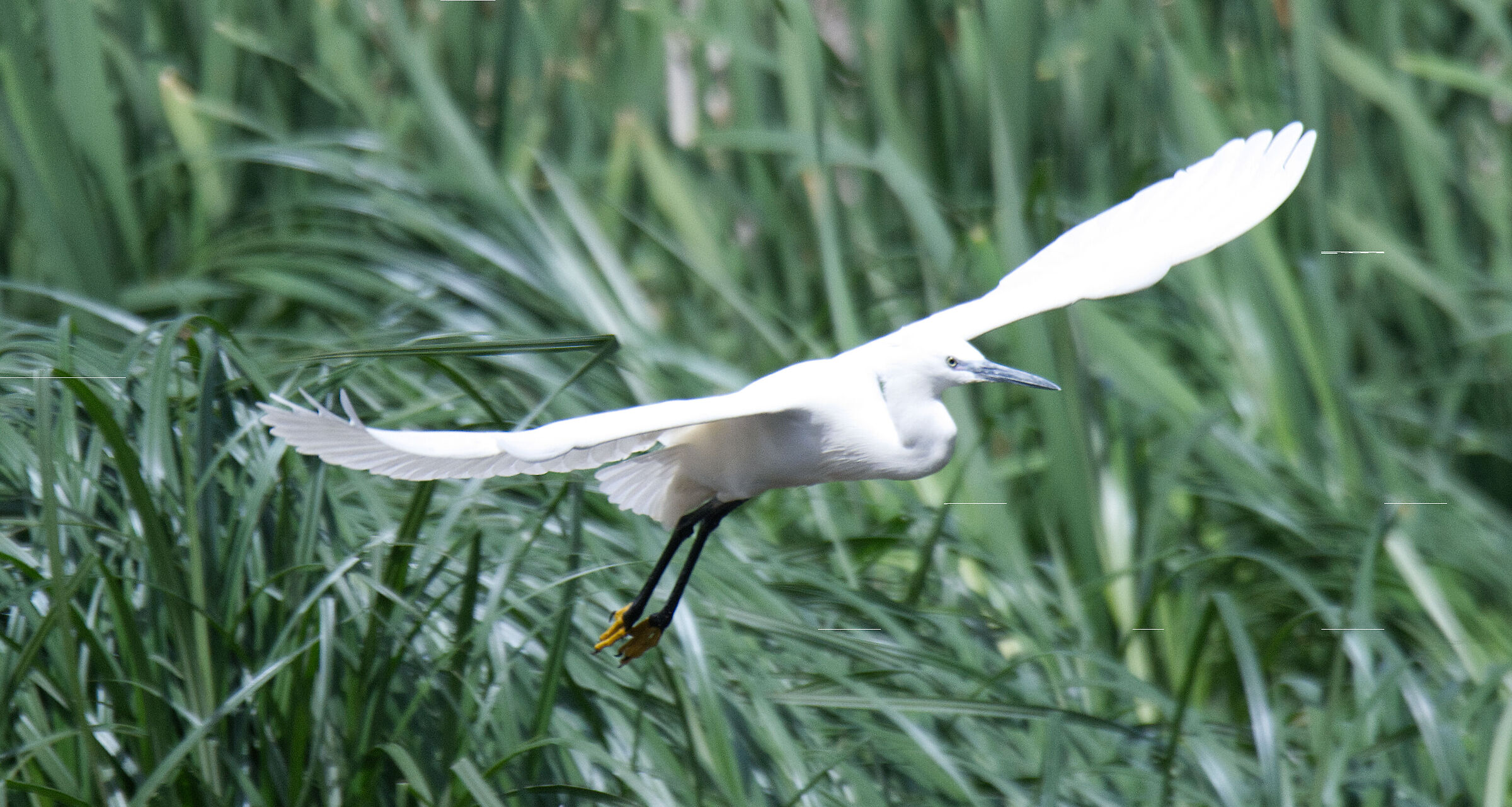 Egret