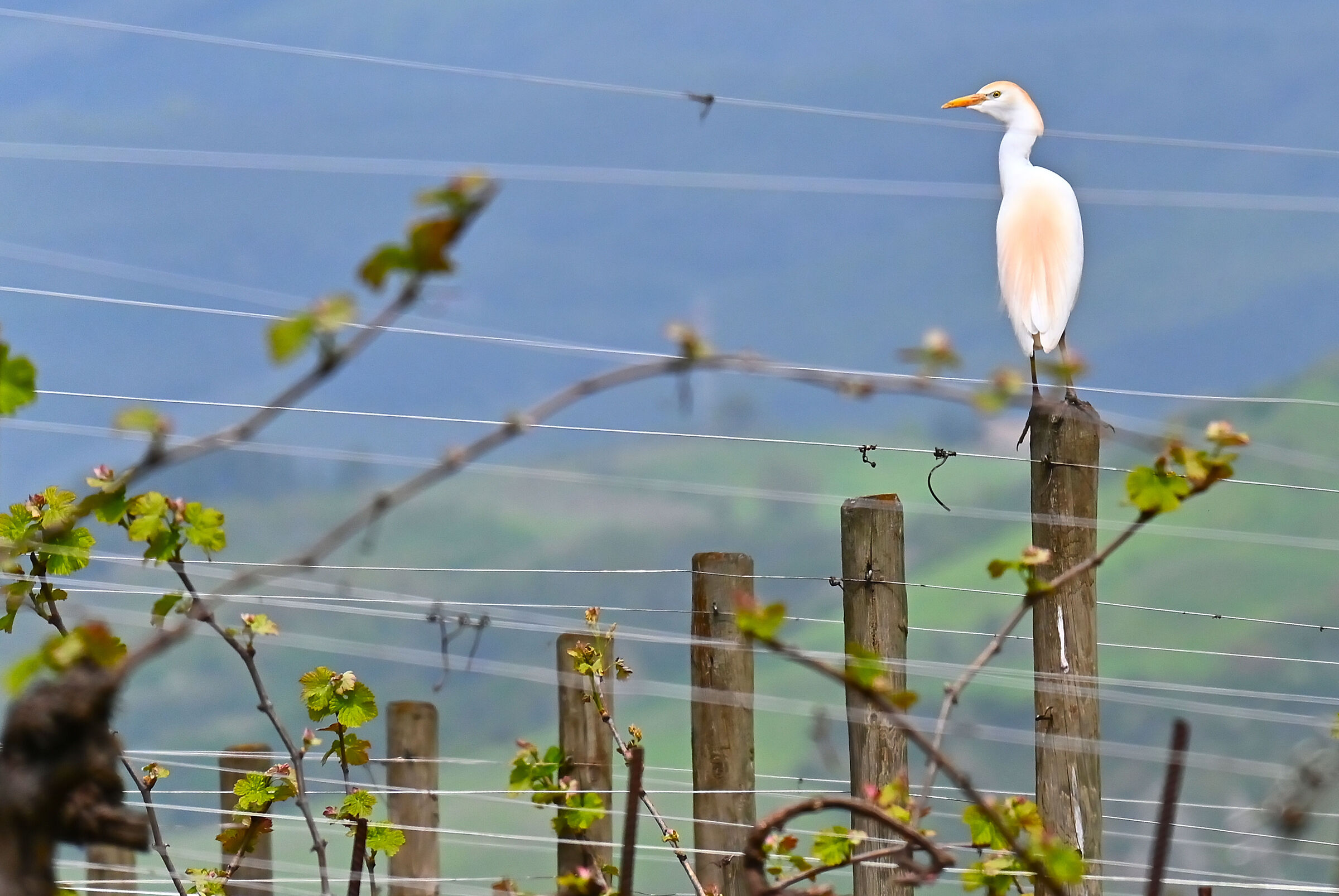 Il guardiano della vigna