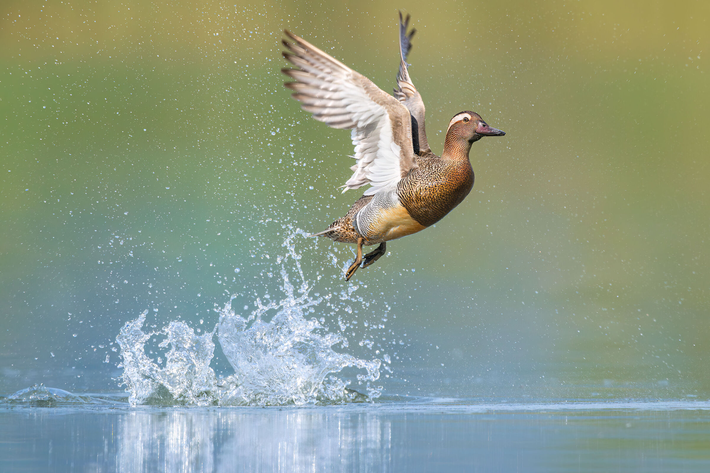 Garganey
