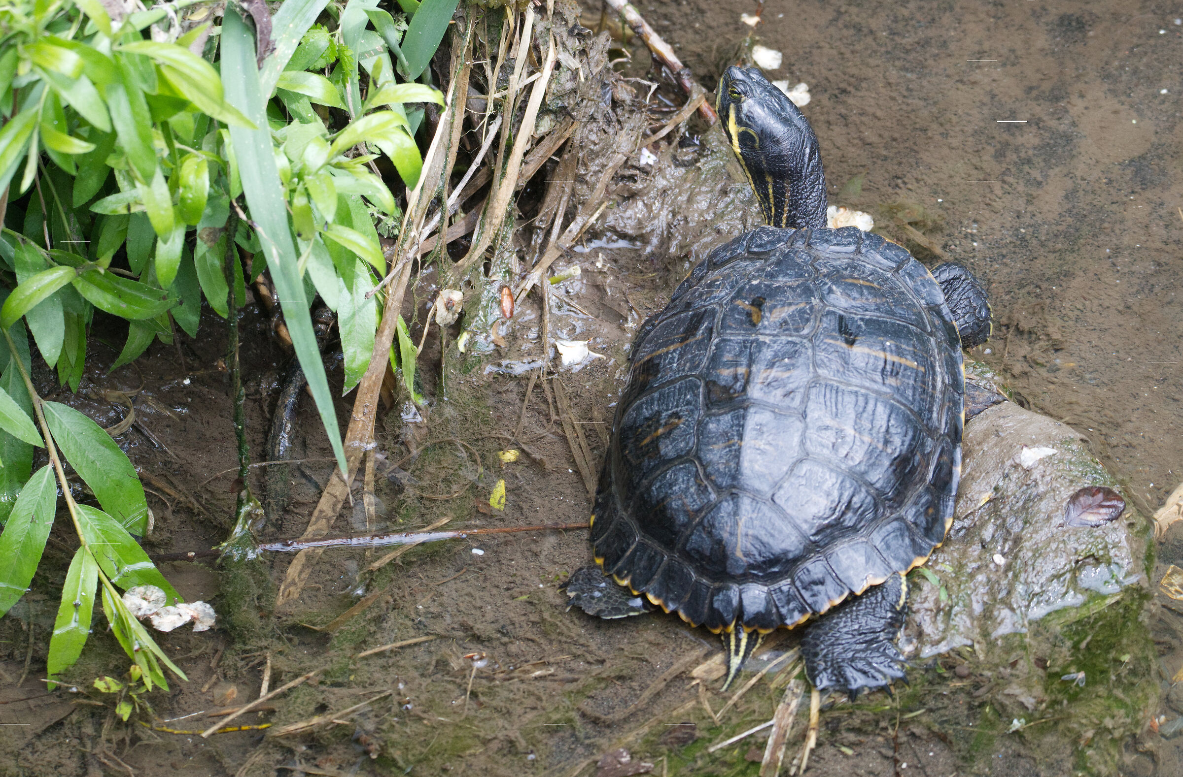 Native Turtle 2