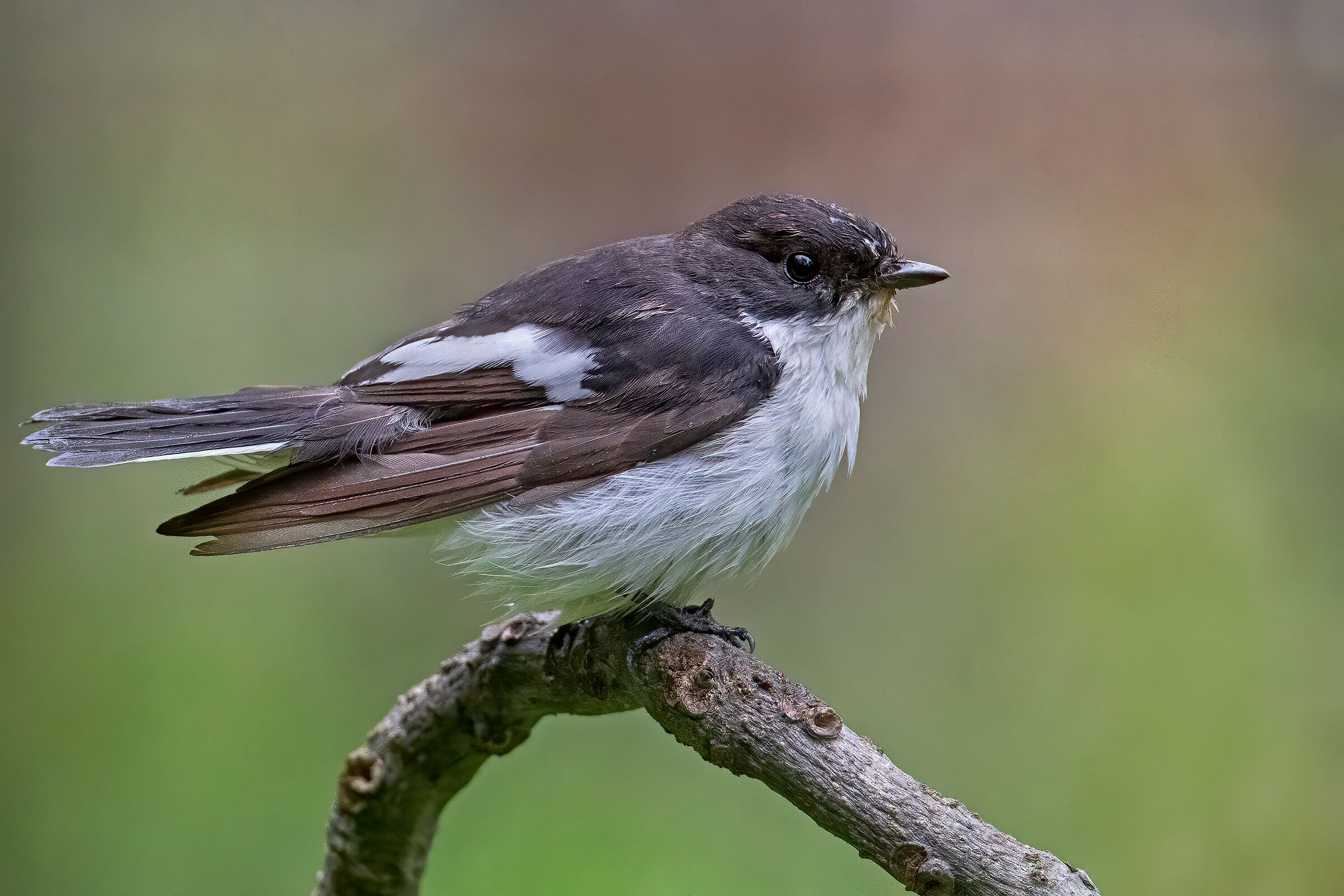 Black Flycatcher