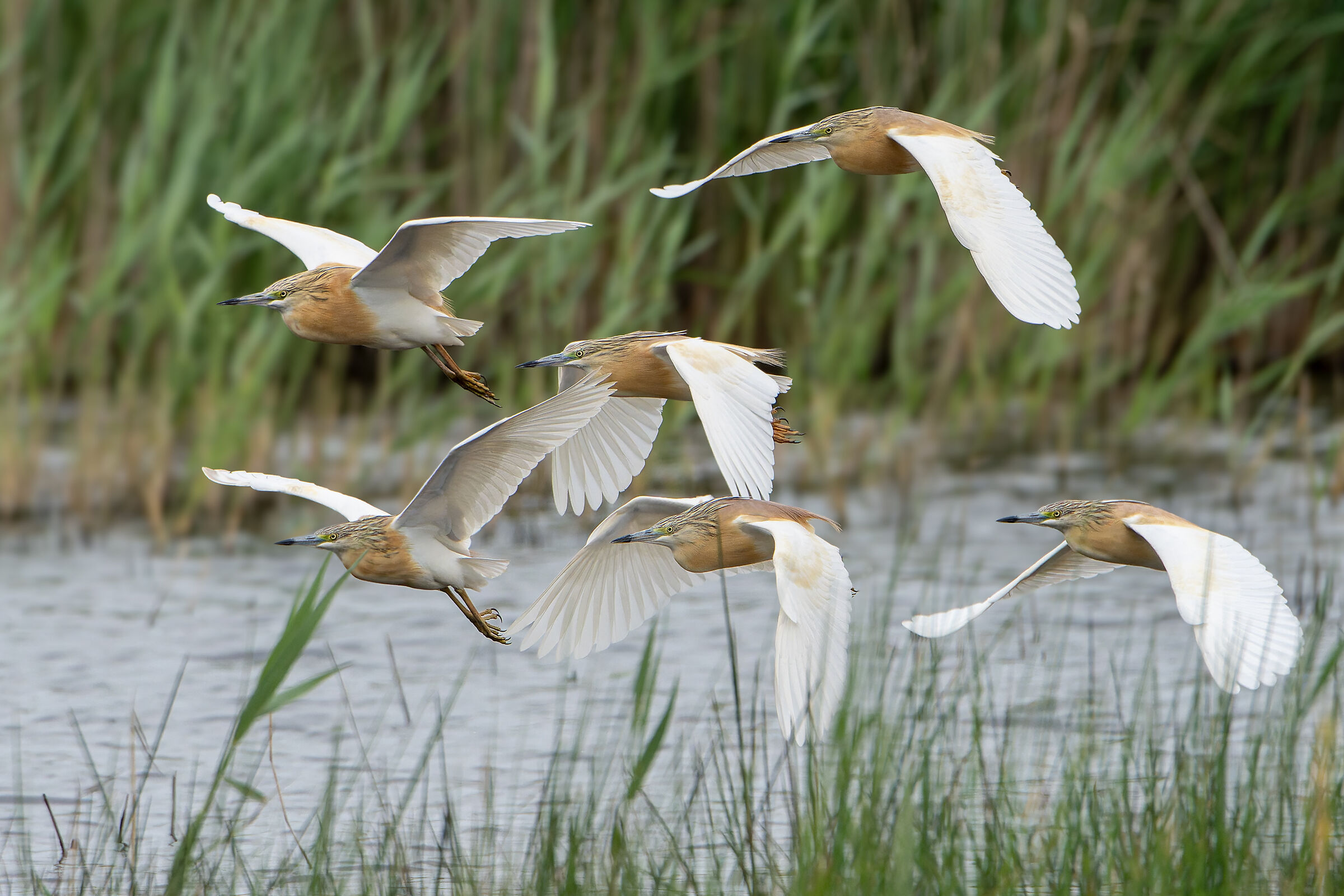 The migration of squacco herons