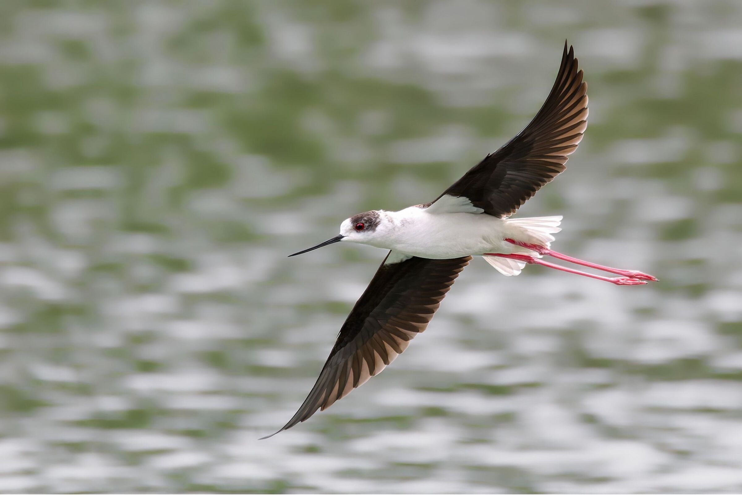 Black-winged Stilt