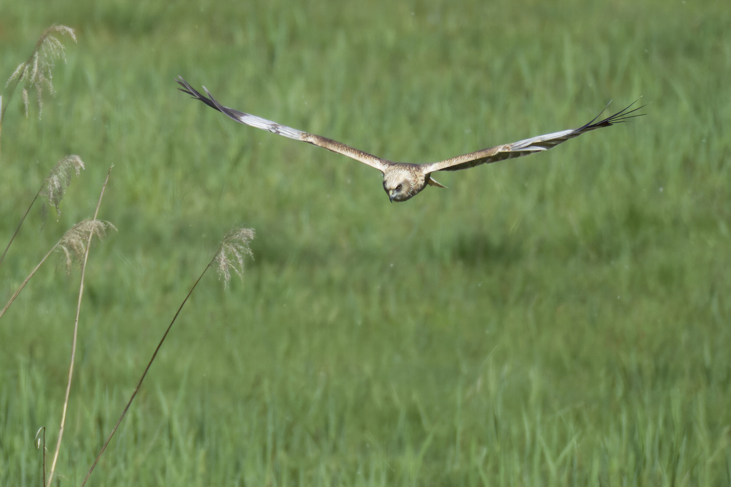 Marsh Harrier