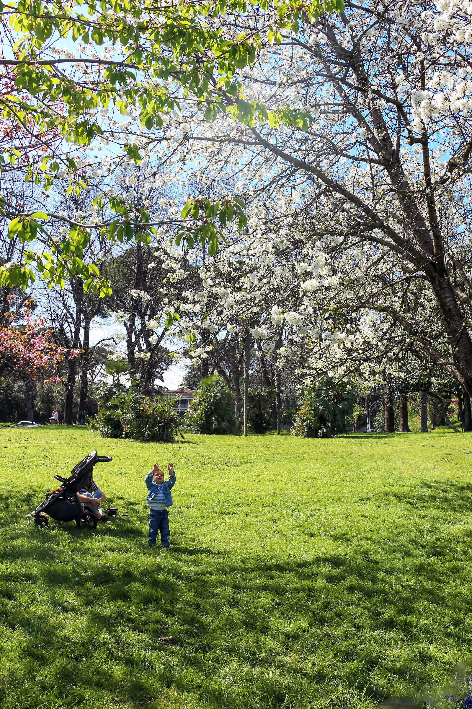 Fioritura della sakura romana...(7 foto)