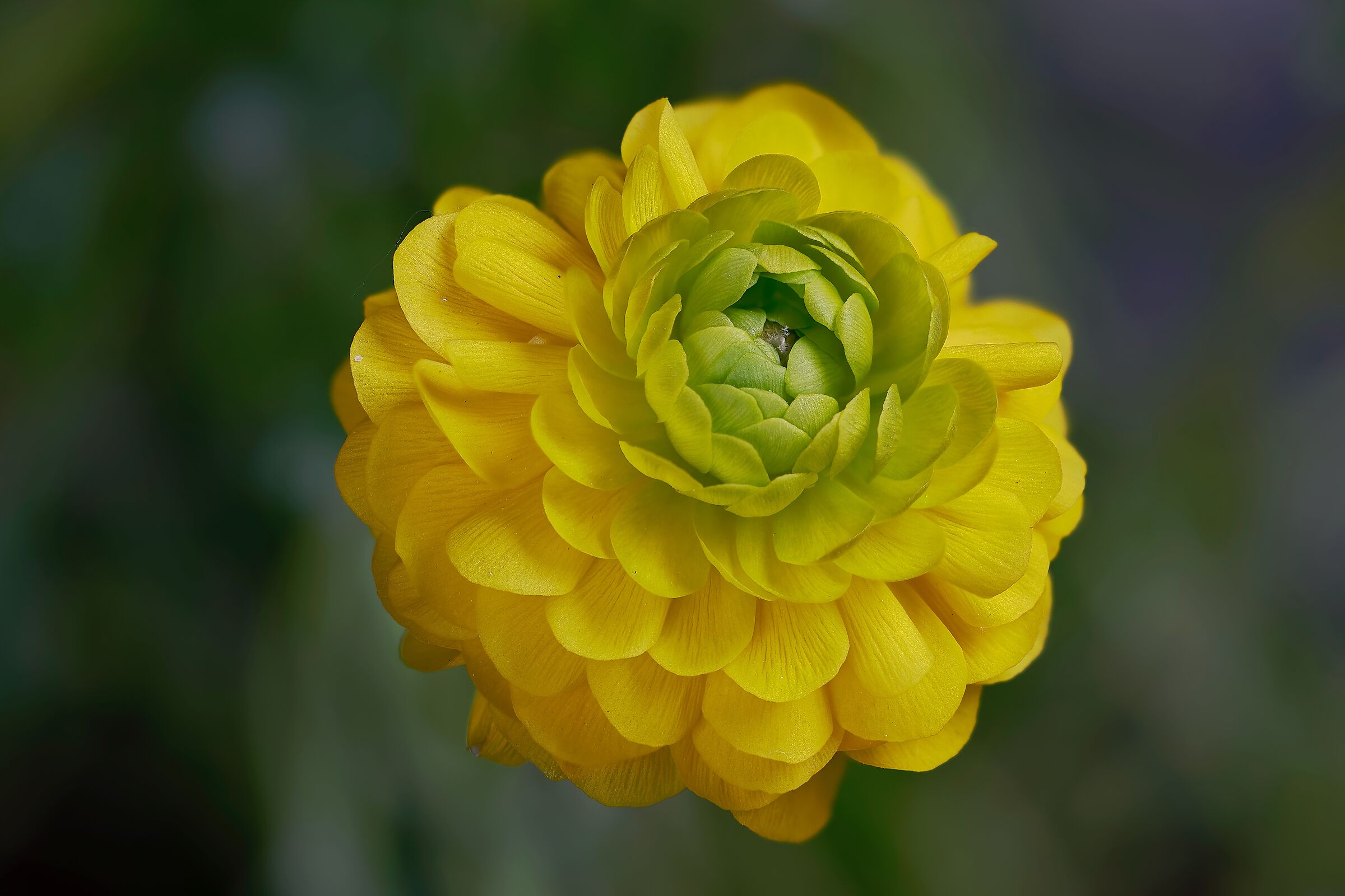 Ranunculus
