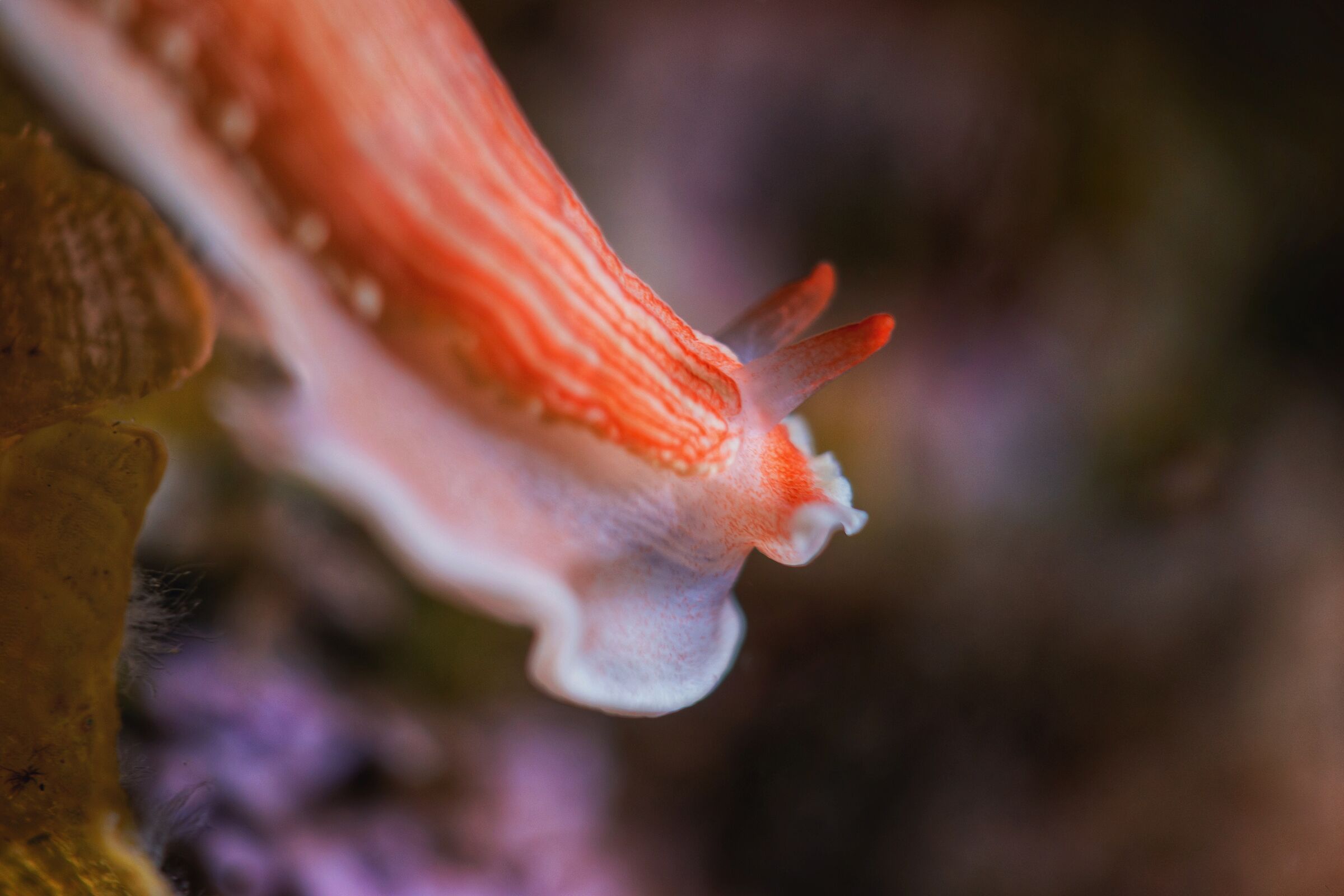 Dermatobranchus rubidus