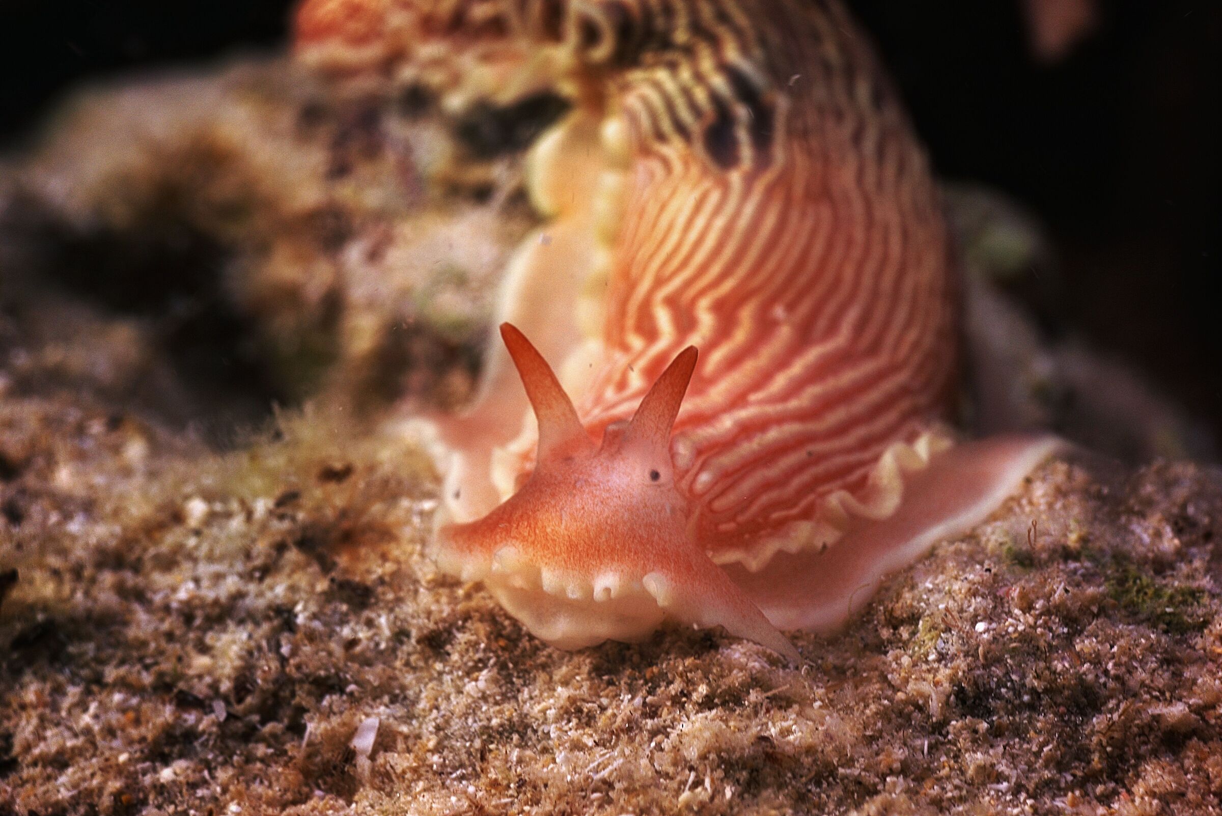 Dermatobranchus rubidus 2