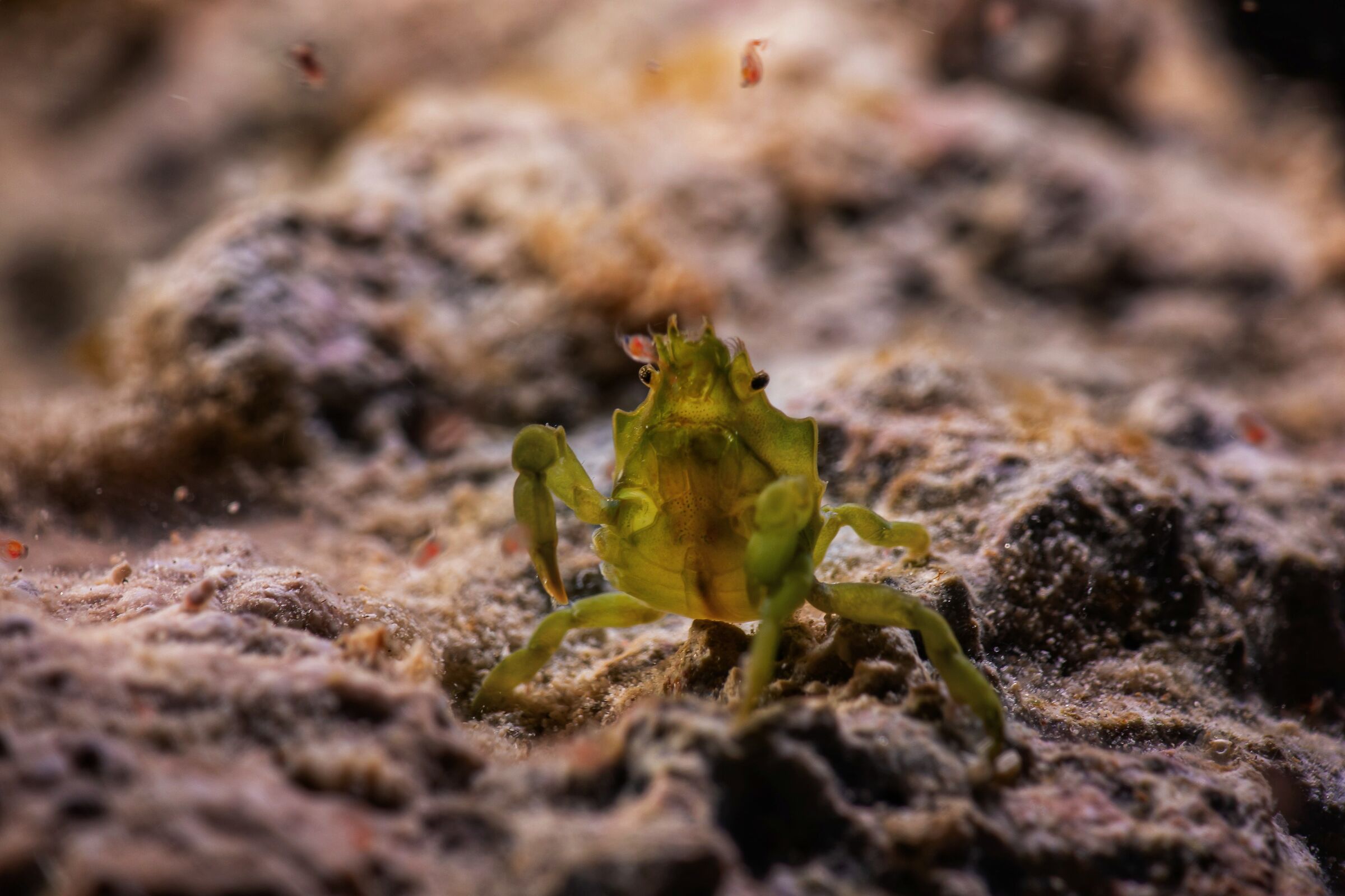 Acanthonyx lunulatus