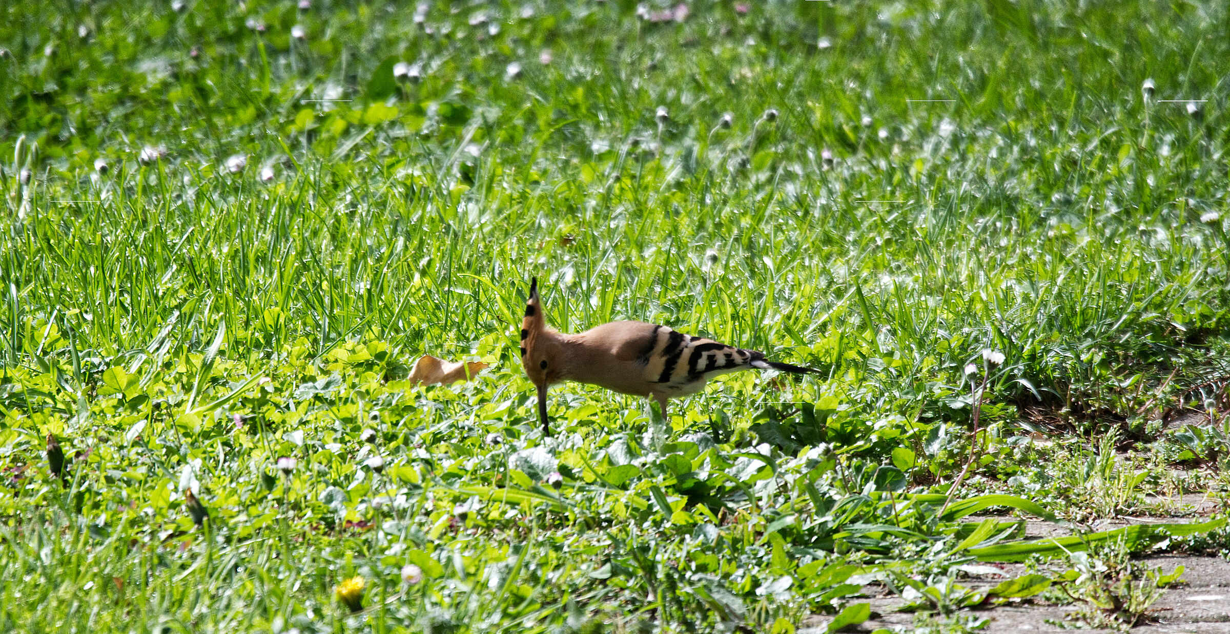 Hoopoe epops