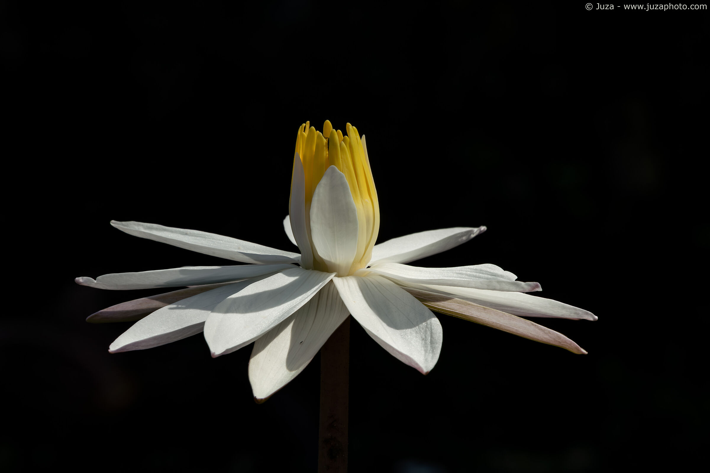 Ninfea su sfondo nero