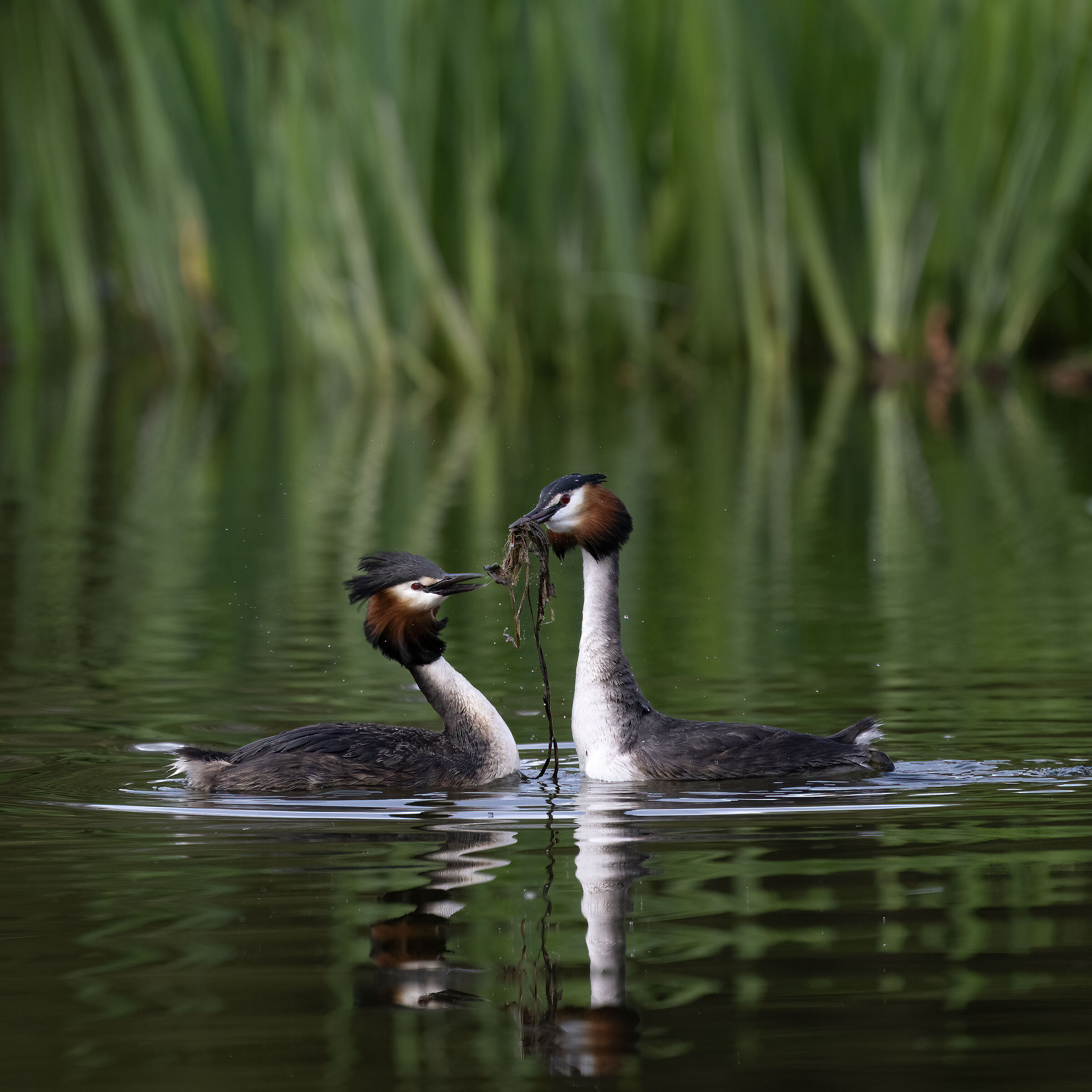 Grebes in love