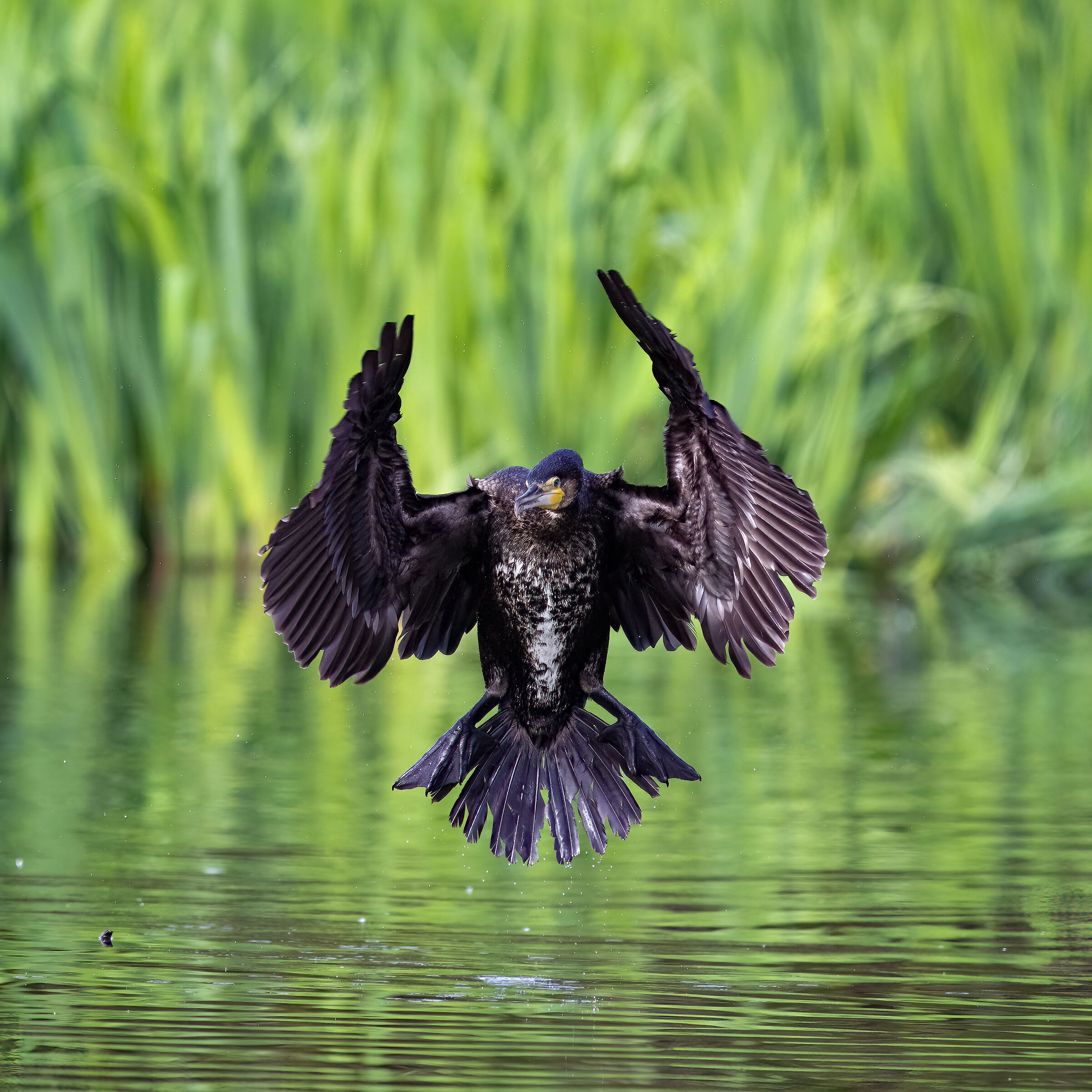 Cormorant