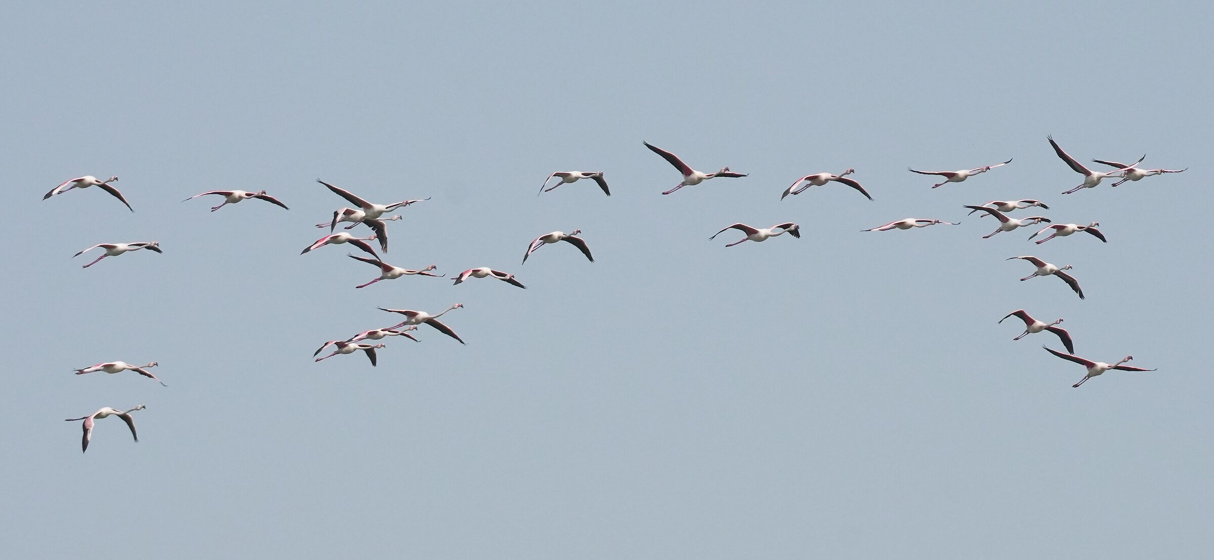 Flamingoes