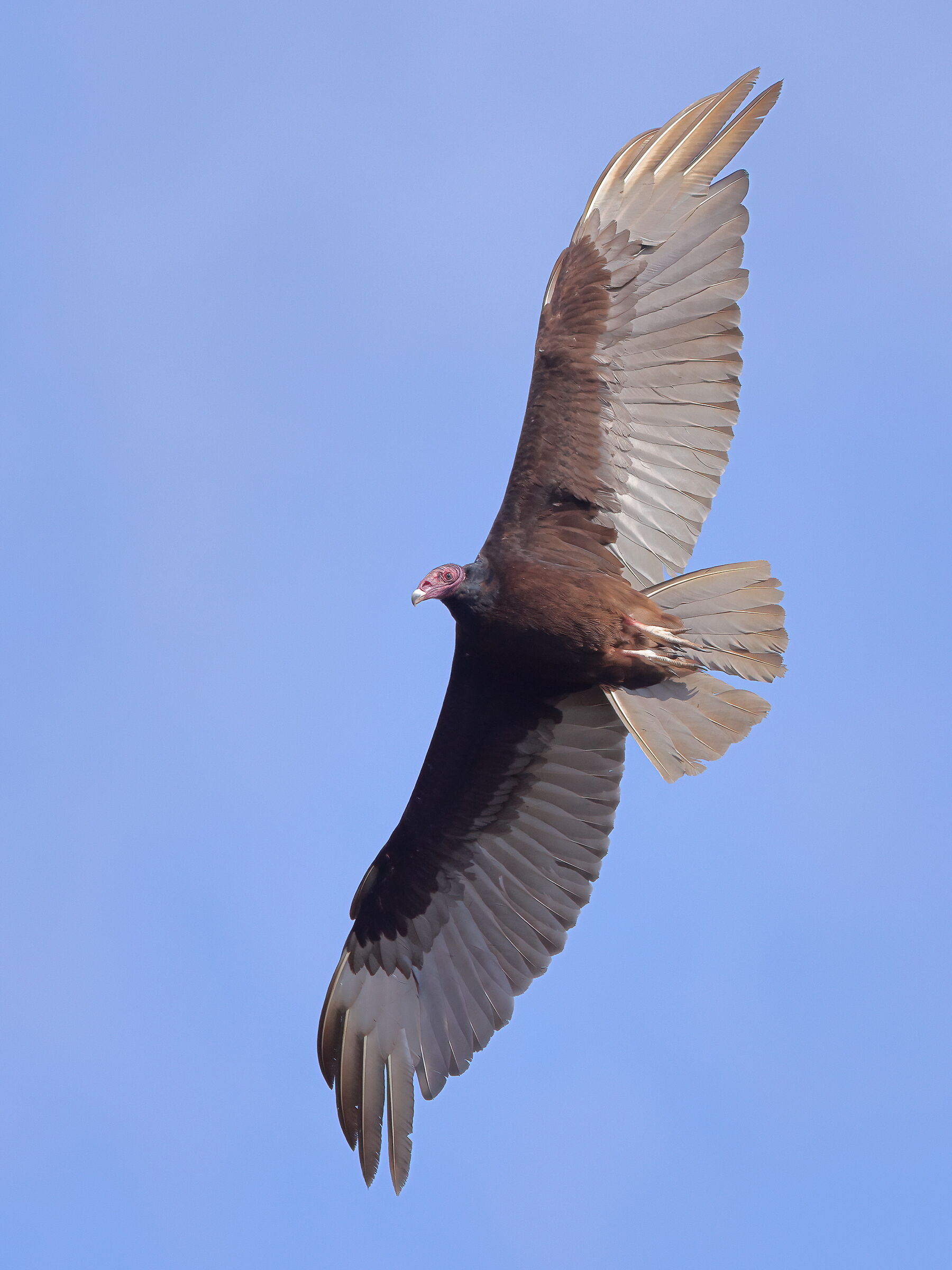 Red-necked vulture