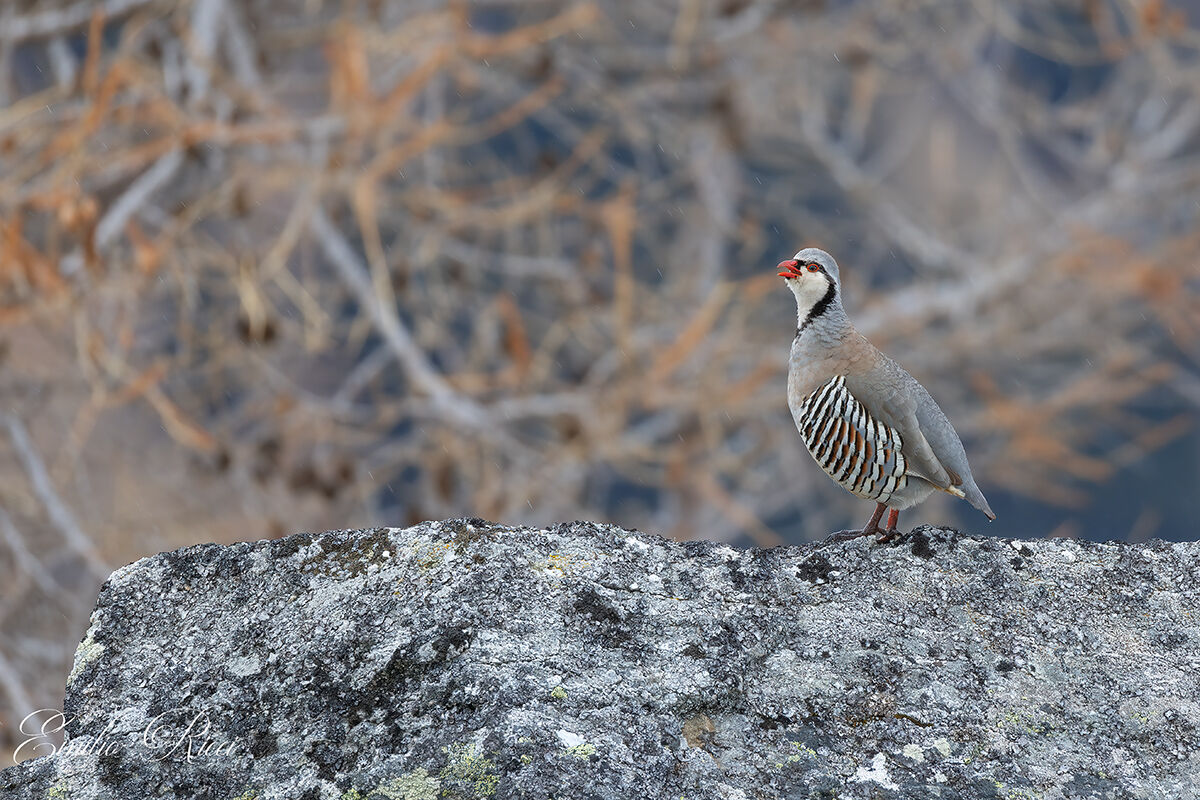 Rock partridge Italian Alps
