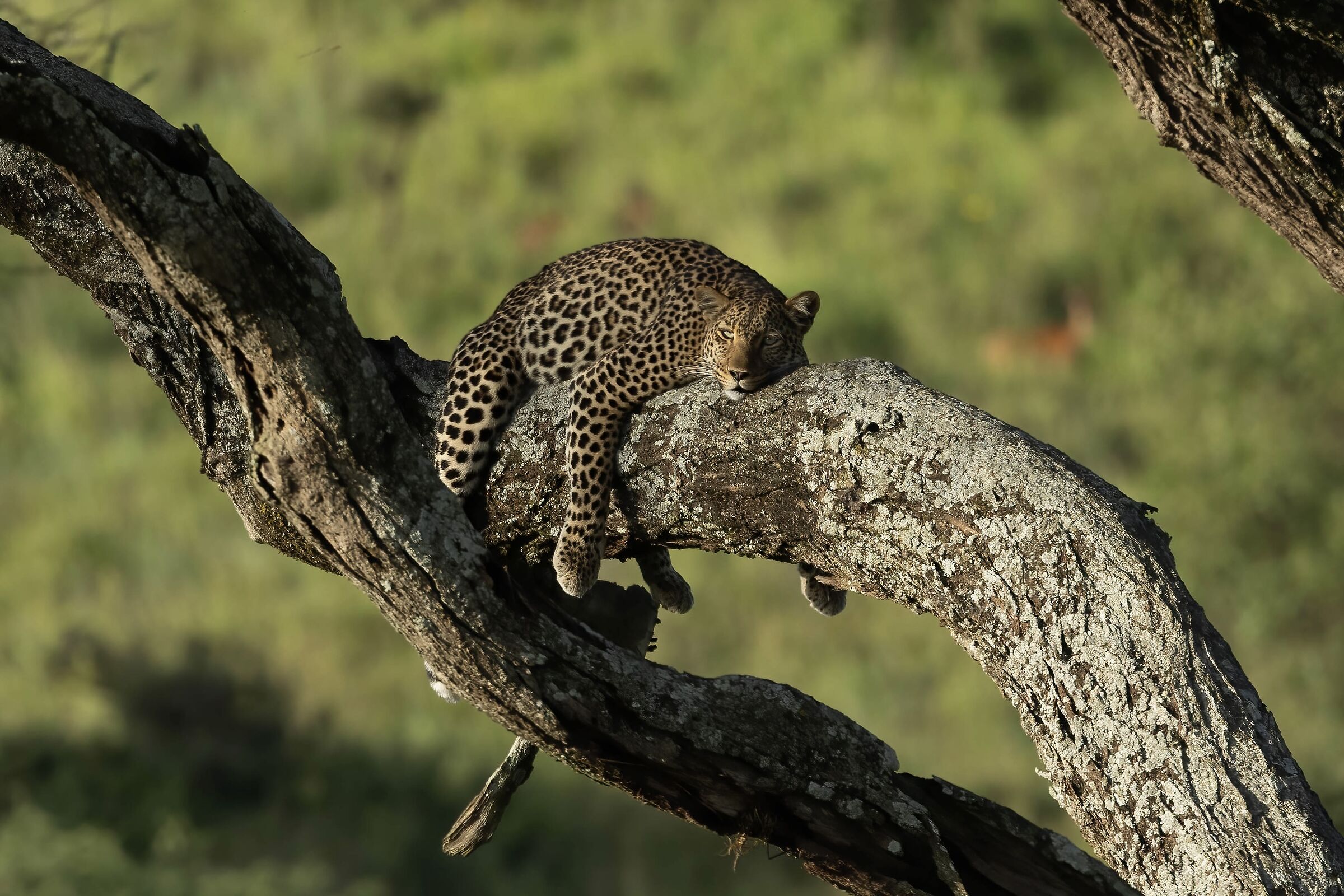 Afternoon on the sofa