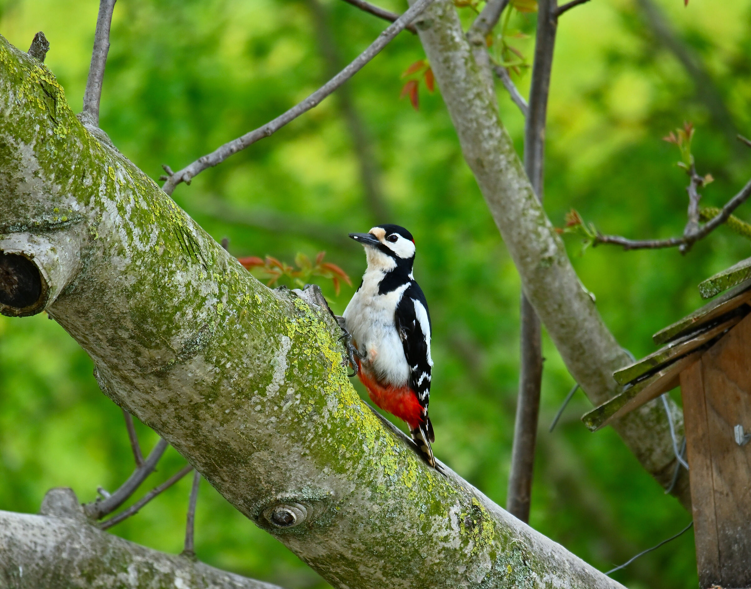 Woodpecker