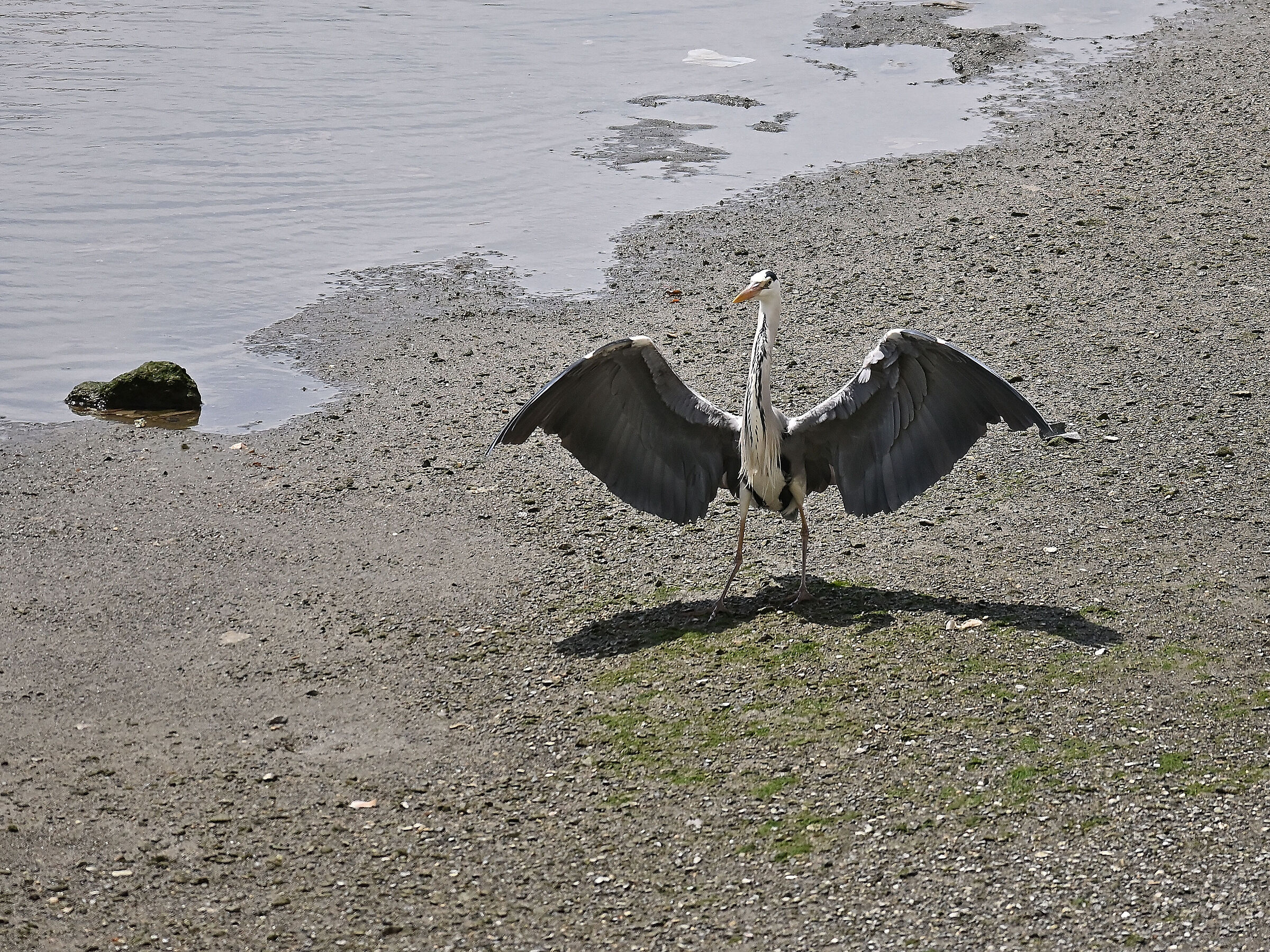 Grey heron