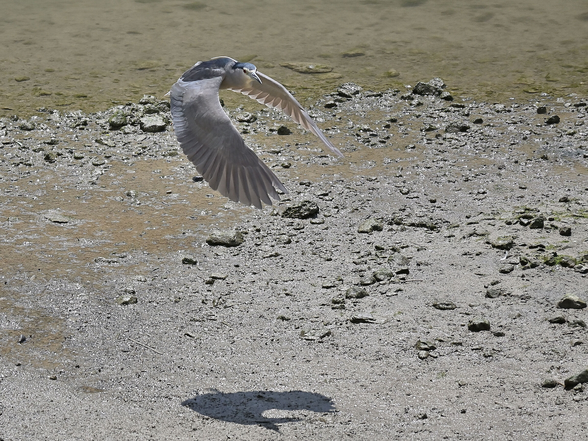 Night Heron