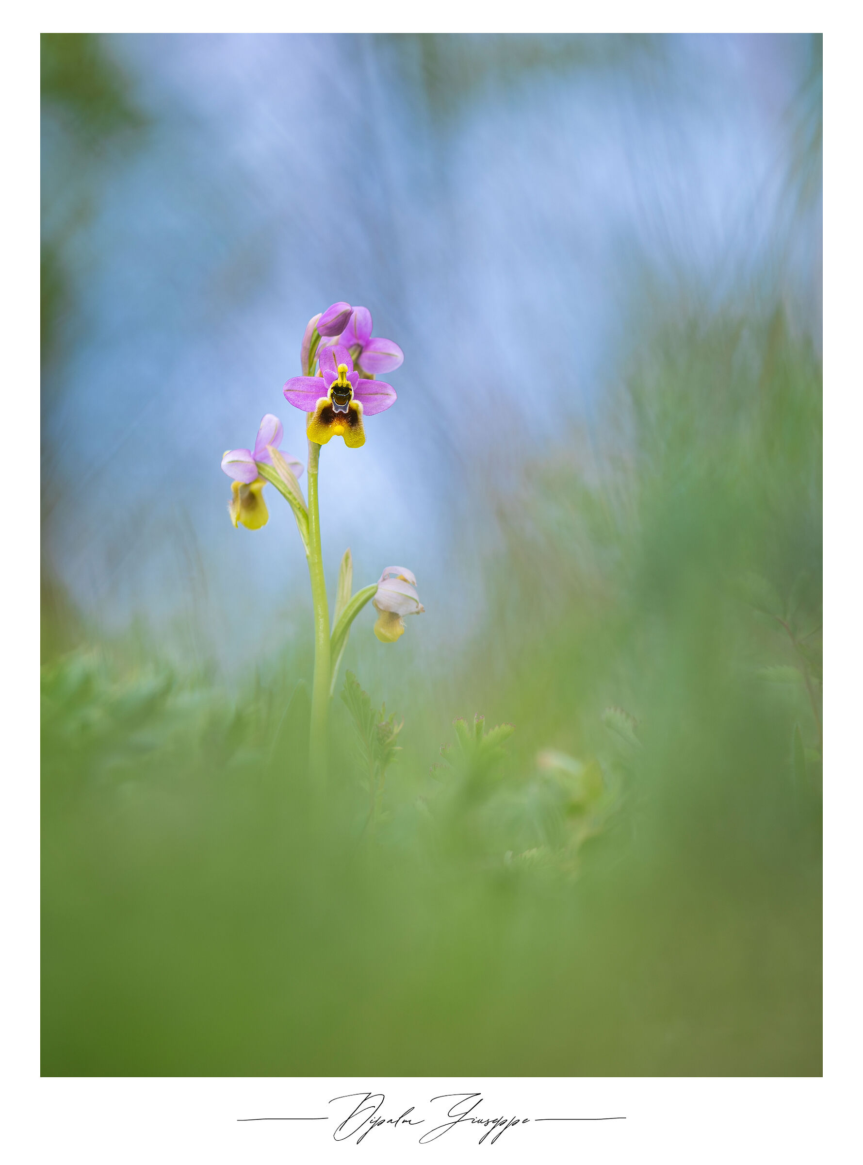 Ophrys tenthredinifera