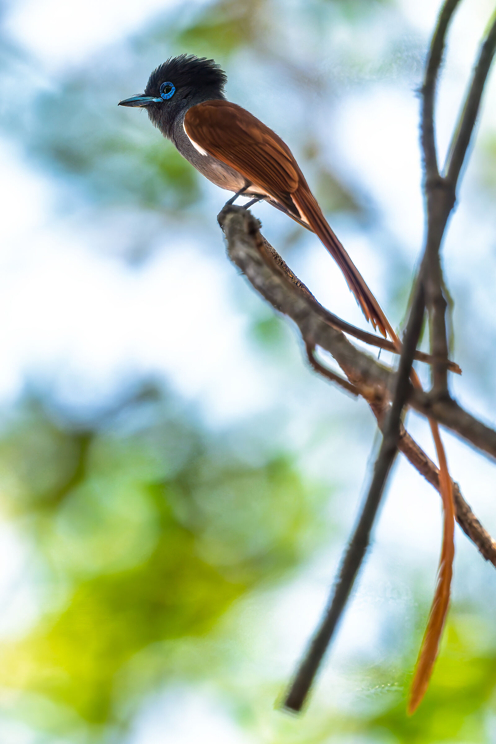 Pigliamosche del paradiso