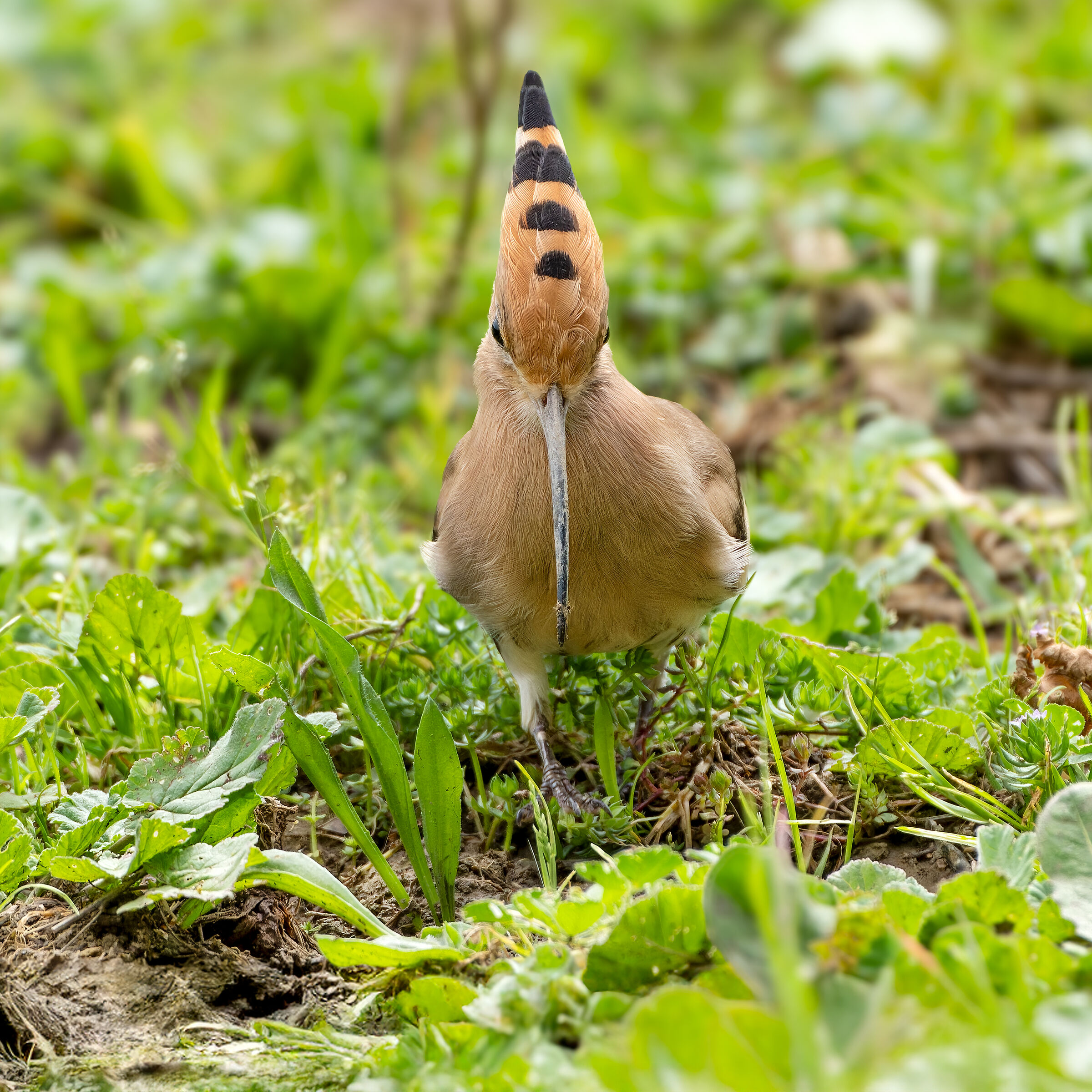 A tu per tu con l'upupa