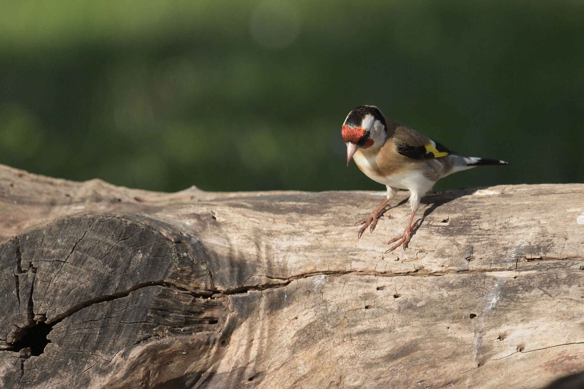 goldfinch