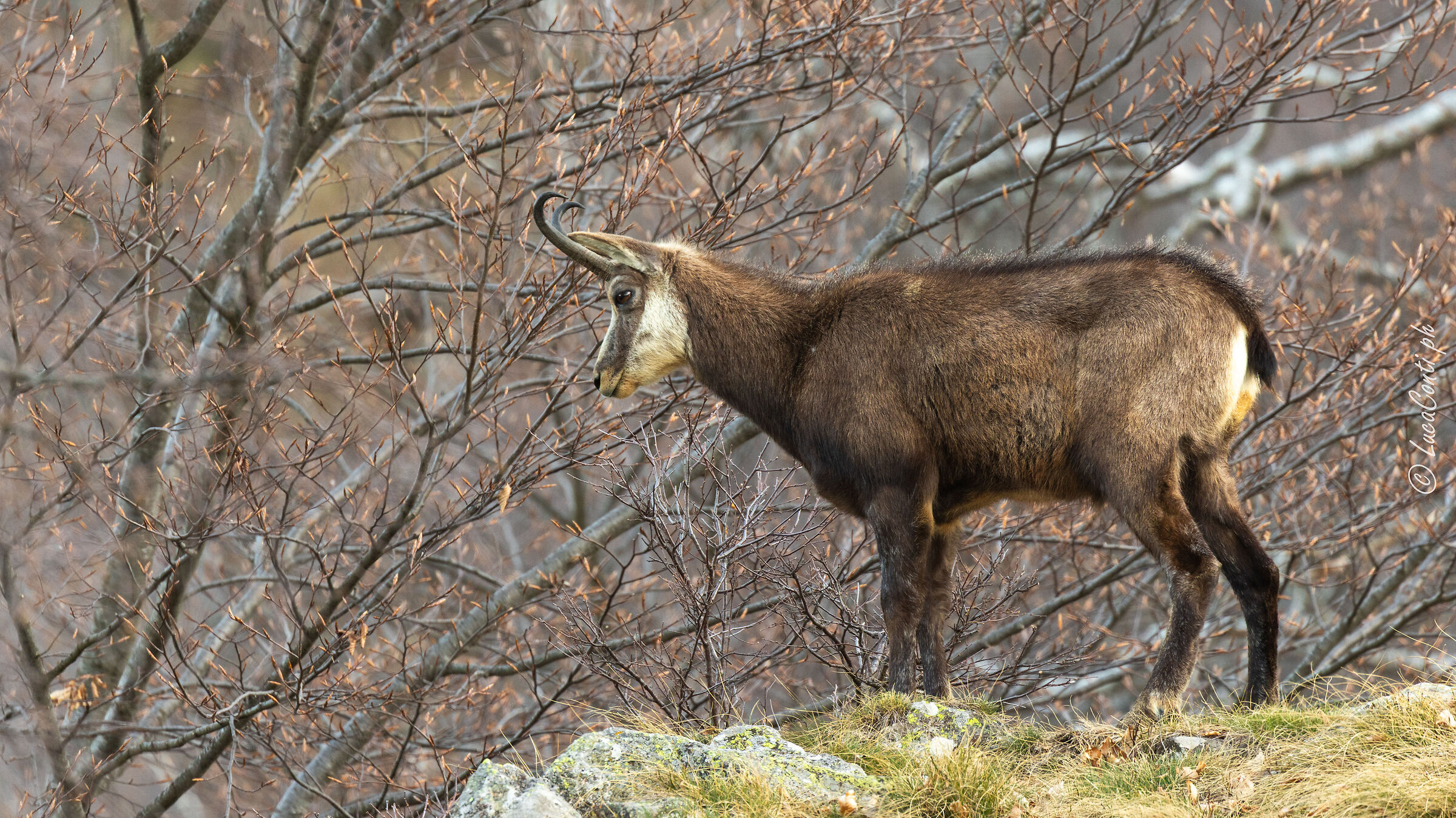 Camoscio Alpino (rupicapra rupicapra )