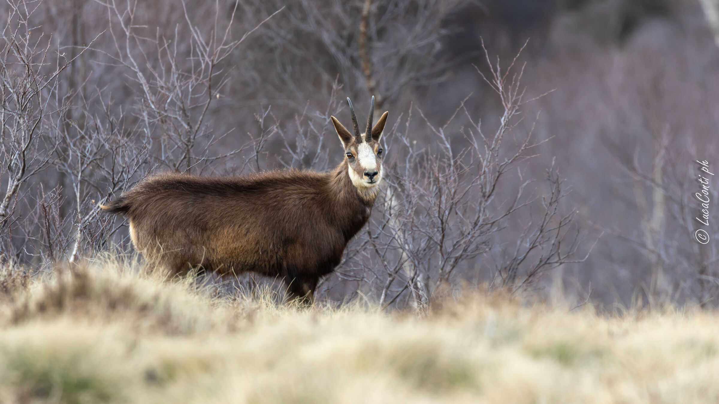 Camoscio Alpino (rupicapra rupicapra )
