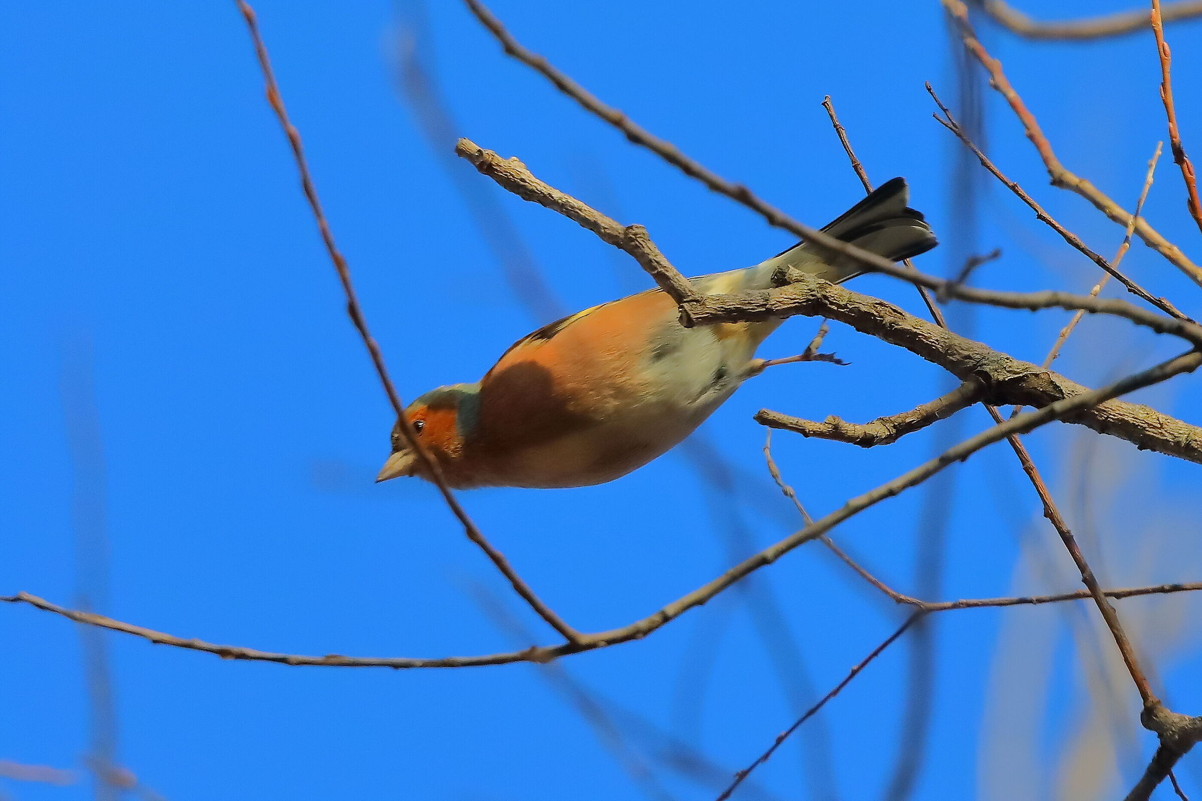 Fringuello 01 gennaio 2025 - 0010