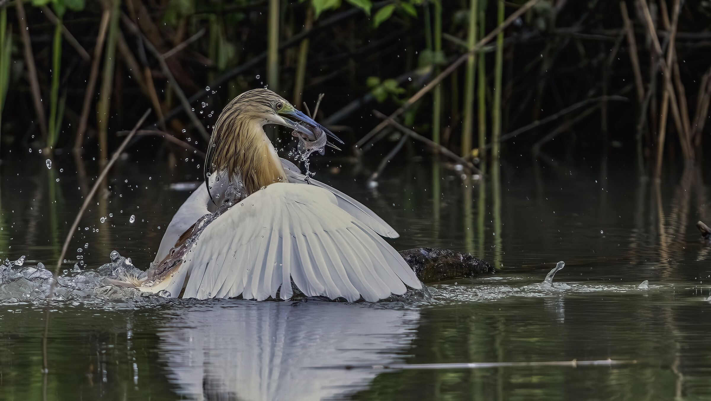 Peach heron