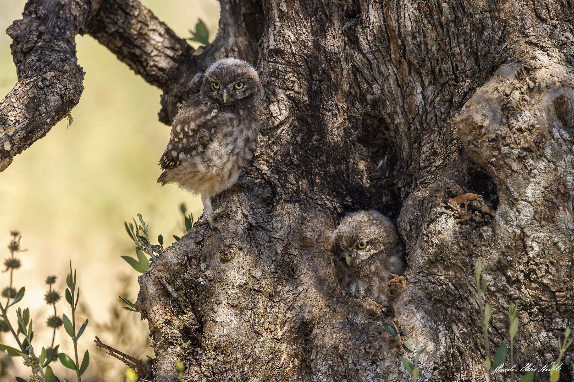 Little owl chicks in an olive tree