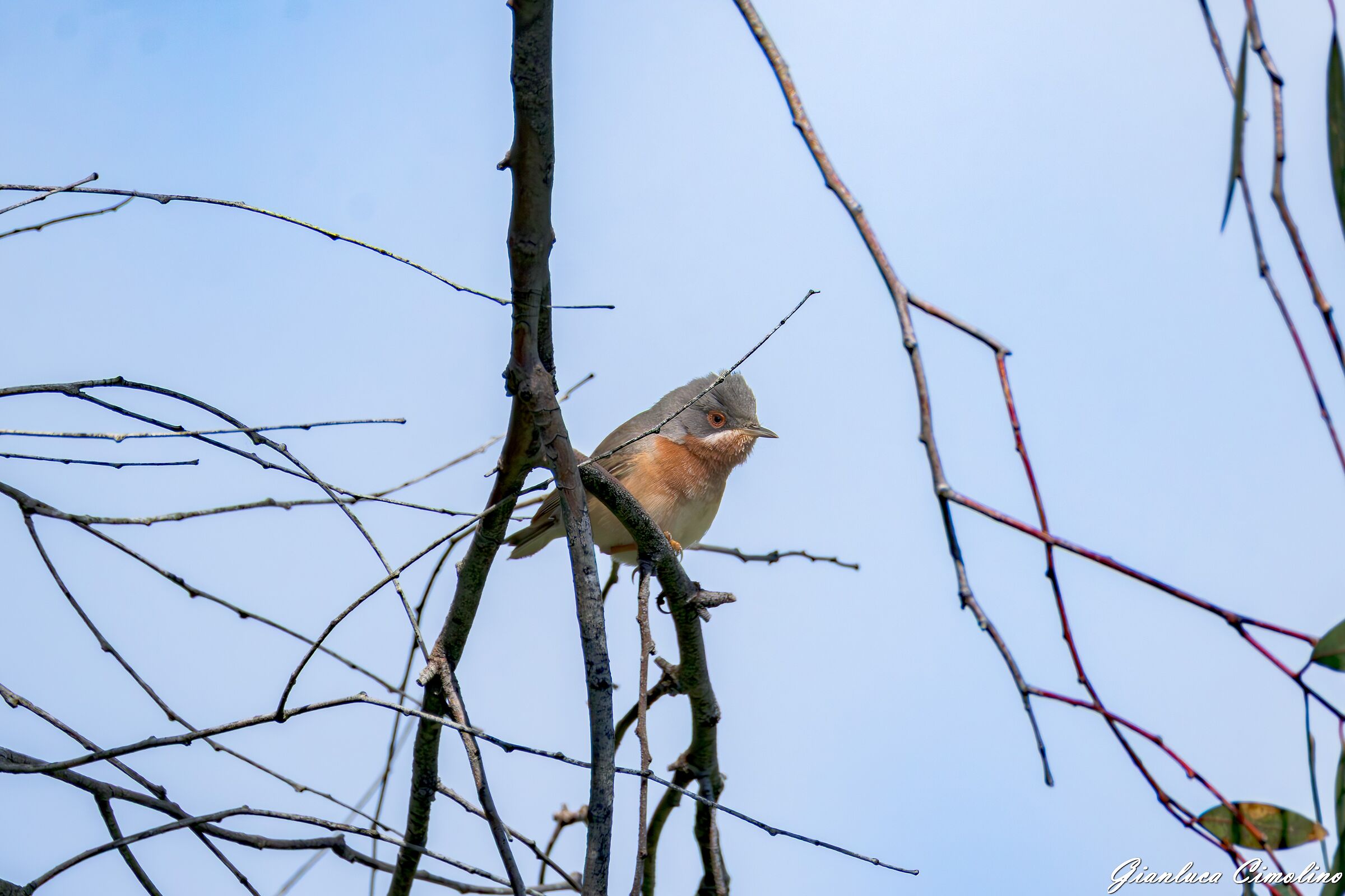 Sterpazzolina, Sylvia Cantillans.