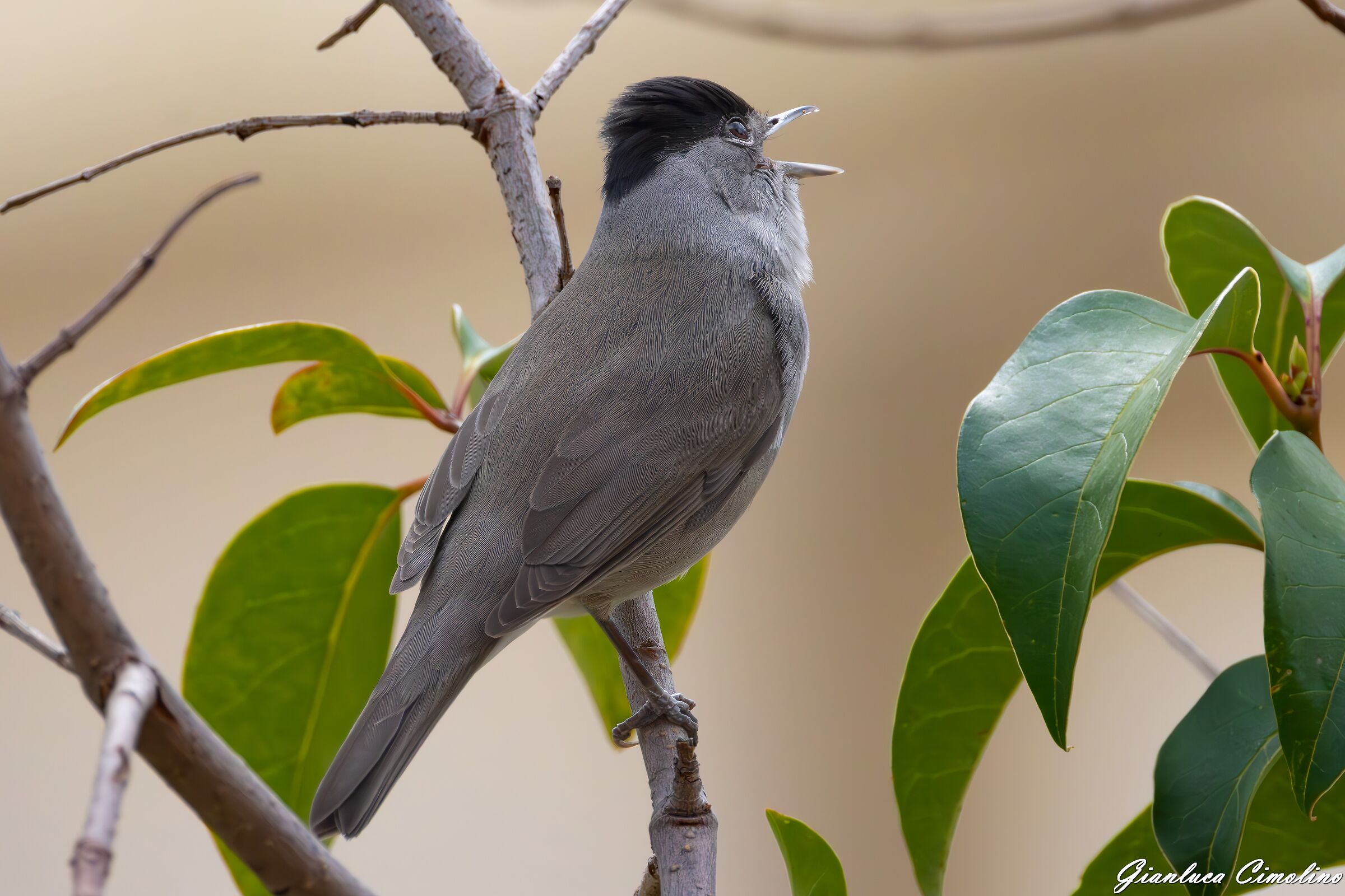 Capinera, Sylvia Atricapilla.
