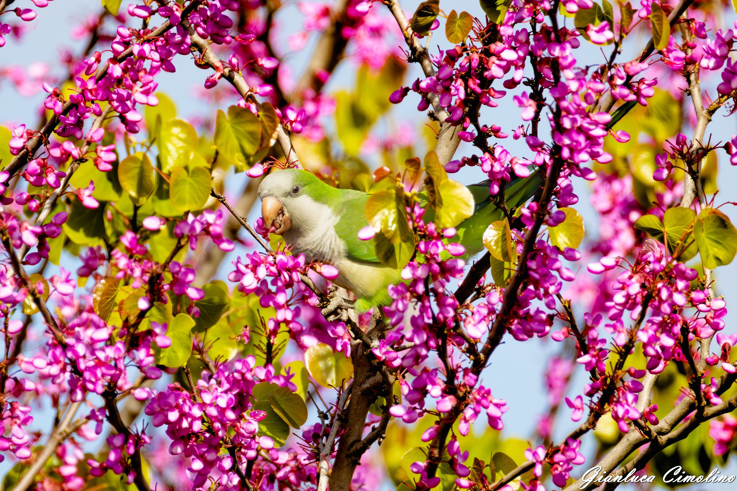 Parrocchetto Monaco, Myiopsitta Monachus.