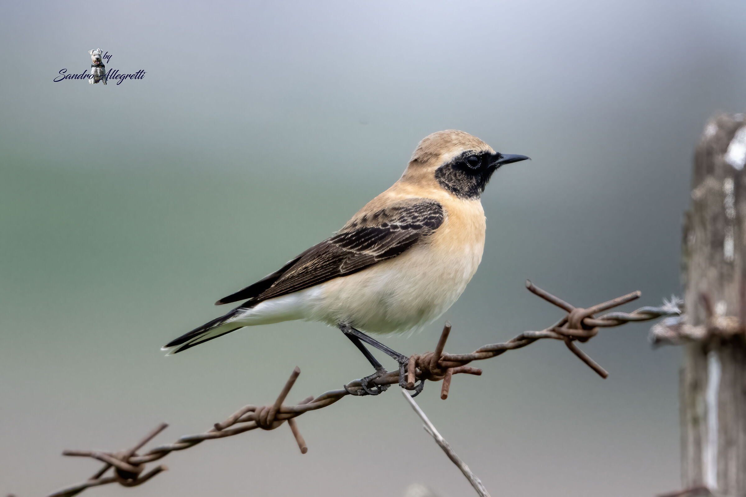 La monachella (Oenanthe hispanica)